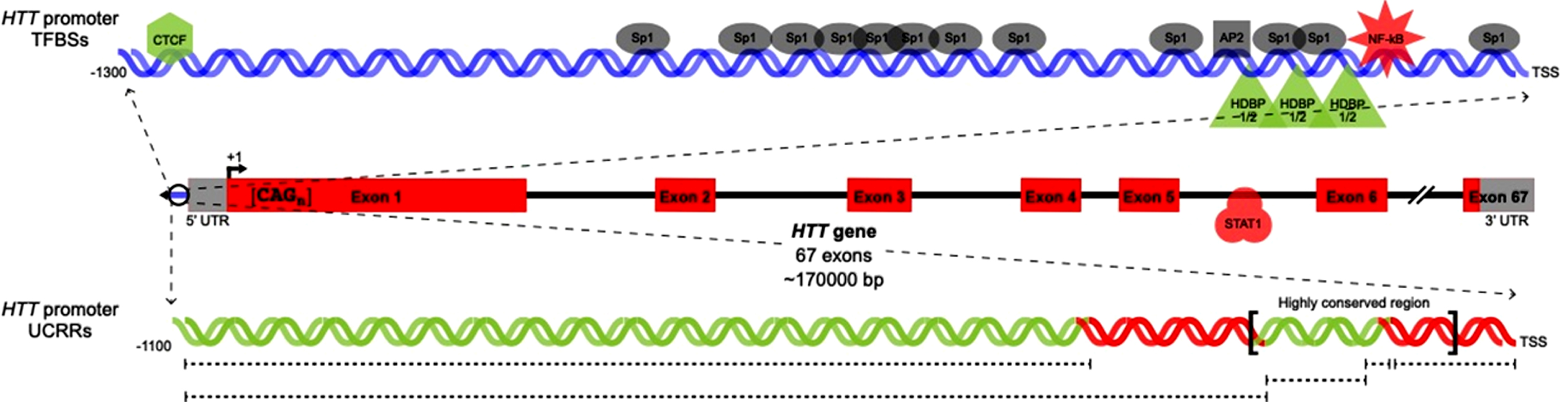 Previously characterized HTT transcription factor binding sites and regulatory regions. Locations of TFBSs in the HTT proximal promoter (upper) and gene body (center) are shown. In parallel, uncharacterized regulatory regions in the HTT proximal promoter are indicated. TFs/UCRRs shown to upregulate (green) or downregulate (red) HTT transcription are pictured in addition to TFs with unknown effects on HTT transcription (grey).