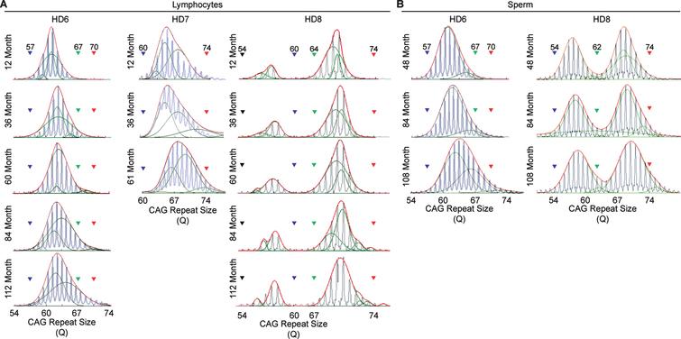 Longitudinal assessment of CAG trinucleotide repeats expansion in lymphocytes and sperm. A) CAG repeat expansion in lymphocyte samples collected throughout the life-span of the HD monkeys showing the gradual increase in the CAG trinucleotide repeat size. B) CAG repeat expansion in sperm samples collected throughout the life-span of the HD monkeys showing the gradual increase in the CAG trinucleotide repeat size. Blue lines represent electrogram data from the capillary electrophoresis, green lines represent individual curve, and red lines representthe overall curve-fit result