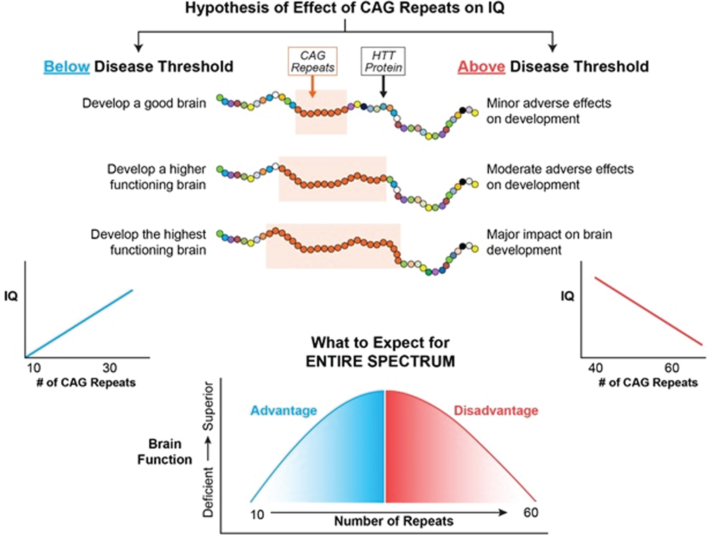 The left side of the figure models how CAG repeats might effect IQ below disease threshold where the right side of the figure models how CAG repeats might effect IQ above disease threshold.
