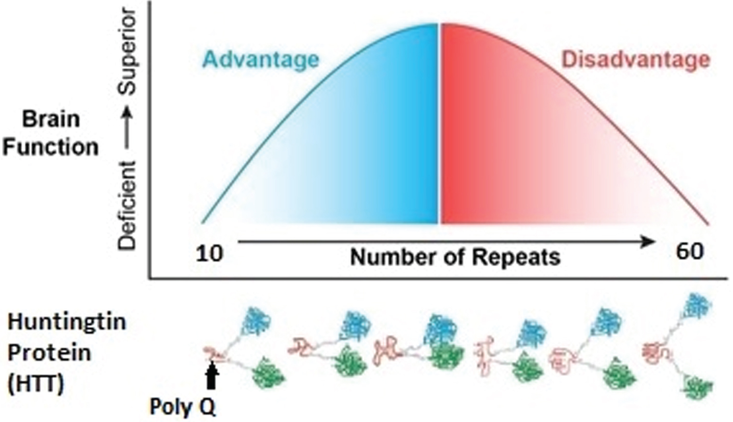 Model of proposed mechanism by which changes in Poly Q (glutamine) leads to changes in protein conformation and subsequent functional changes.
