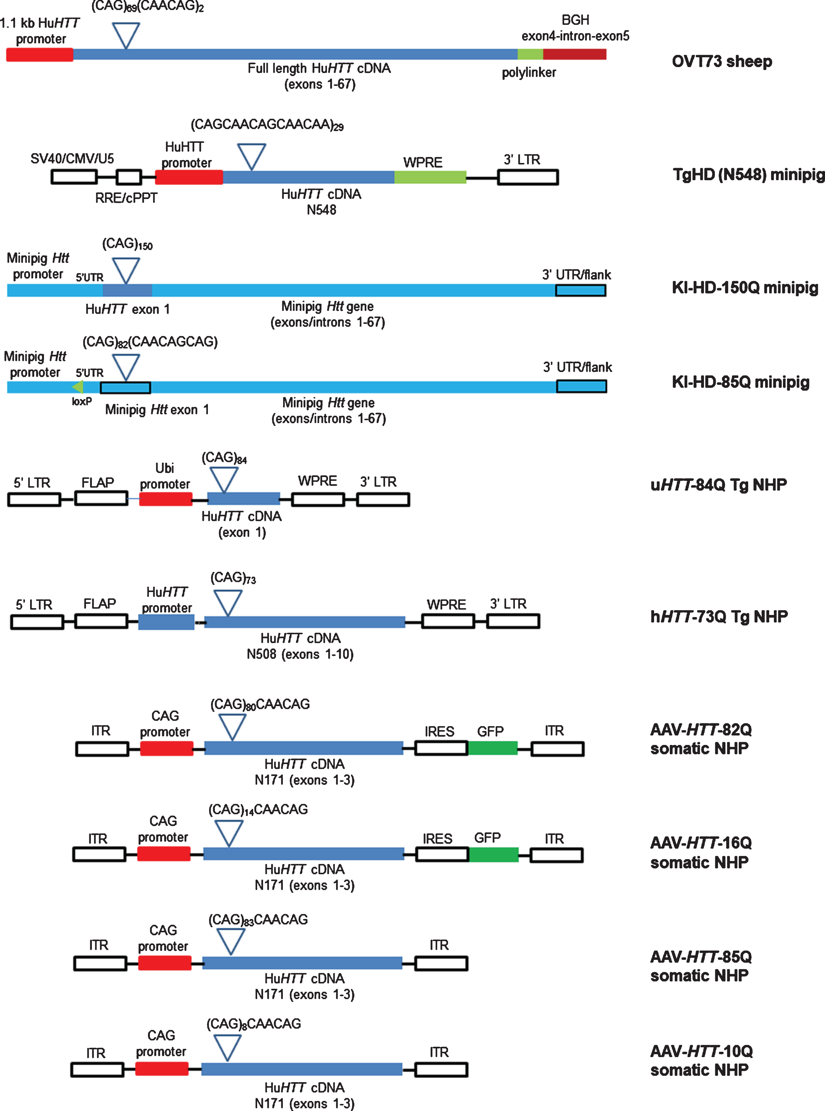 Schematic representations of HTT gene structures in the HD sheep, minipig and NHP models. Gene structures were derived from: OVT73 transgenic sheep [10]; TgHD (N548) transgenic minipig [43]; KI-HD-150Q minipig [53]; KI-HD-85Q minipig (Exemplar Genetics personal communication and D. Howland; this article); transgenic NHP models: uHTT-84Q and hHTT-73Q [67]; and the somatic NHP AAV-HTT-82/85Q and AAV-HTT-16/10Q (J. Mcbride; this article) [73]. Lentiviral and AAV DNA vector elements are depicted in open white squares. BGH, bovine growth hormone; UTR, untranslated region; GFP, green fluorescence protein; Ubi (promoter), ubiquitin; CAG (promoter), cytomegalovirus early enhancer element/promoter-first exon-first intron of chicken B-actin gene/splice acceptor of rabbit B-globin gene; SV40/CMV/U5, simian virus 40, cytomegalovirus, unique 5; RRE/cPPT, rev response element, central polypurine tract; LTR, long terminal repeat; FLAP, a 3-stranded DNA structure; WPRE, Woodchuck Hepatitis Virus Posttranscriptional Regulatory Element; IRES, internal ribosome entry site; ITR, inverted terminal repeat.