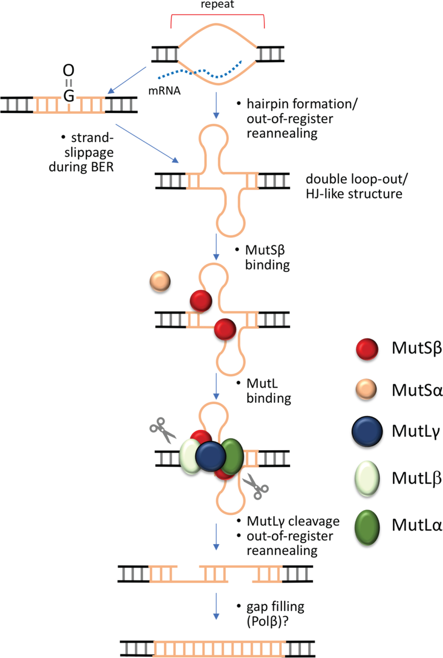 Double-strand break model for the generation of repeat expansions. Expansion in this model is initiated when the repeat is transiently unpaired, as for example during transcription, replication or DNA damage repair. Out-of-register annealing of the two strands during this process could result in a double loop-out structure that resembles a Holliday Junction, the normal MutLγ meiotic substrate. This process may be exacerbated by the ability of the individual strands of some repeats to form stable intrastrand secondary structures like hairpins. Cleavage by MutLγ on either side of the double loop-out results in a double-strand break that can anneal out of register. Simple gap filling and ligation then results in expansions.