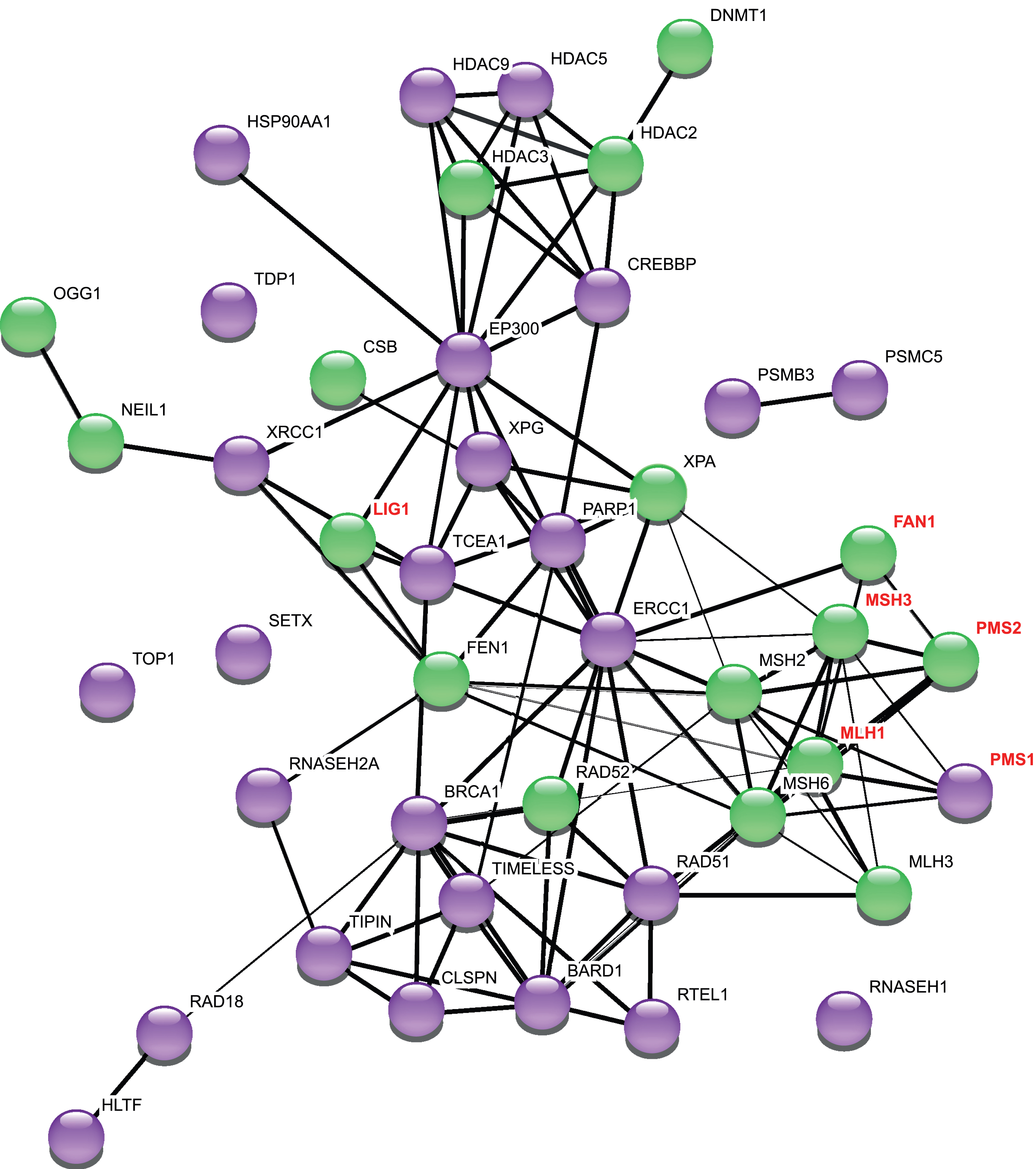 Network of repeat instability modifiers. This network was generated using StringDB v.11. The thickness of the edges refers to the confidence score (CS). 1 pt edges represent a CS of 0.7, 2 pt edges have a CS of 0.8, and 3 pt edges have a CS of 0.9 or greater. The String output categorizes interactions as “binding” (direct or indirect), “catalysis” and “reaction”: for clarity we have not included this in the Figure, but refer the reader to the StringDB v.11 for this information [126]. Purple nodes are genetic modifiers in at least one mammalian system for studying repeat instability. Green nodes are modifiers of repeat instability in murine models of CAG/CTG diseases. Names of genes additionally identified as modifiers of HD age at onset or progression [48–50, 52] are highlighted in red font. PMS1 promotes repeat expansion in a mouse cell model with an expanded CGG/CCG repeat [127].
