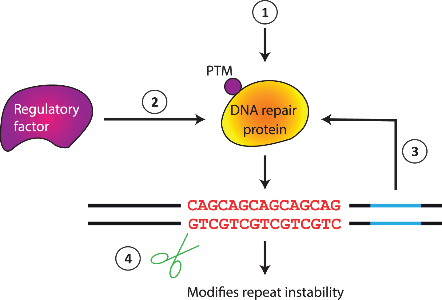 Potential mechanisms for instability modifiers. Genetic or pharmacological manipulation can directly alter the level of activity of a DNA repair protein (1). Indirect effects are also possible via a regulatory factor that controls DNA repair gene expression, stability or activity (2), e.g., altering a posttranslational modification (PTM), or via interaction with a cis-element (3). The repeat can also be modified by agents that directly interact with the repeat (4).