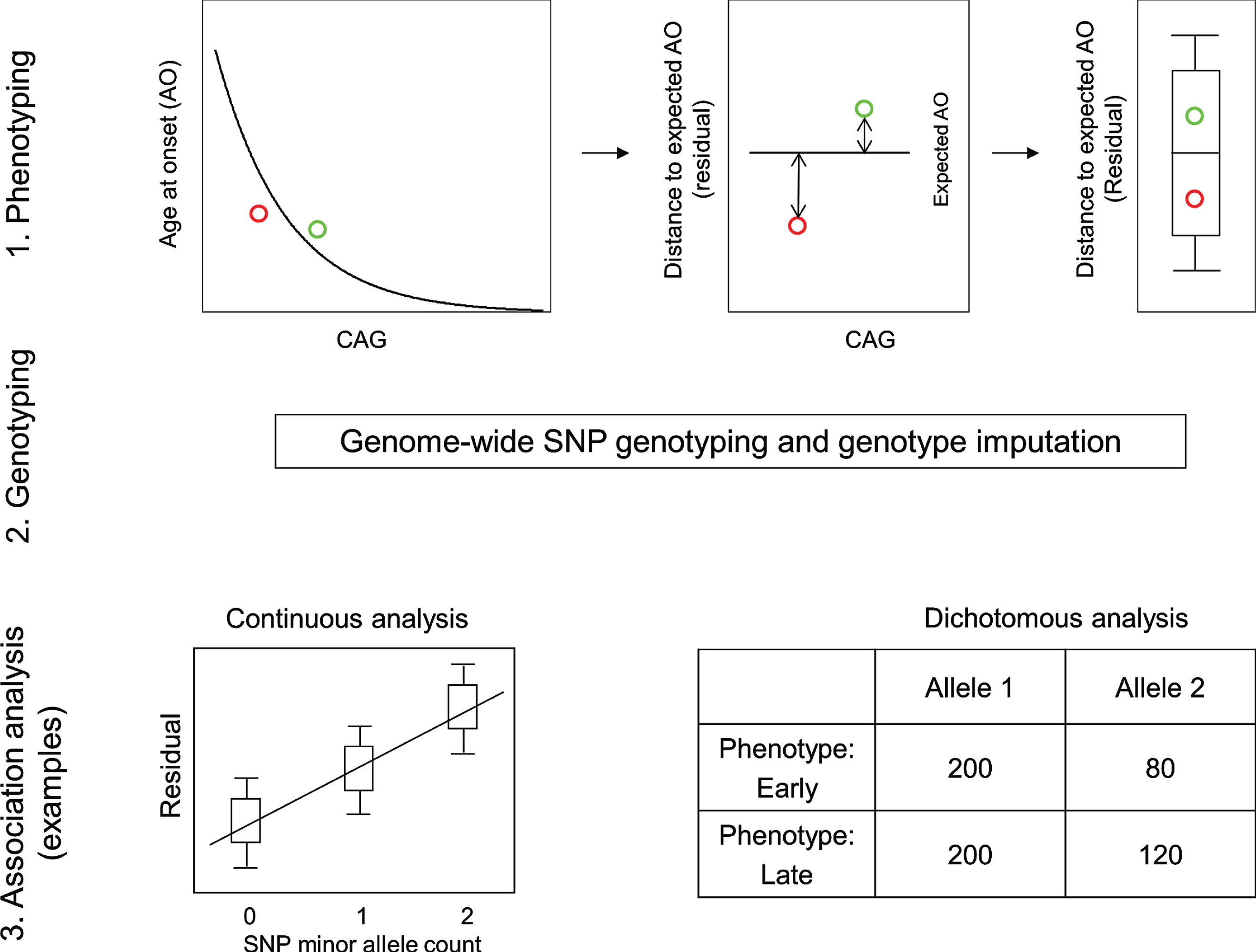 Continuous and dichotomous phenotypes used in GWA analysis. Three steps were taken to identify genetic modifiers in HD: 1) Phenotyping: For each HD subject, age at onset corrected for inherited CAG repeat length (i.e., residual age at onset) was calculated by subtracting the age at onset predicted for that individual (based on their CAG length in comparison with a large population of HD subjects) from the age at onset observed for that individual. 2) Genotyping: Genomic DNA samples were analyzed to determine genetic variations genome-wide, and subsequently used for genotype imputation using a large reference population in order to increase the number of SNPs available for analysis. 3) Association analysis: A statistical model was built to explain residual age at onset (continuous phenotype variable) as a function of a test SNP to judge significance in association between phenotype and genotype (continuous analysis). As a complementary approach, HD subjects with onset extremely earlier or later than their expected age at onset were identified based on residual age at onset, and for each test SNP, the allele frequencies were compared between the early and late groups (dichotomous analysis).