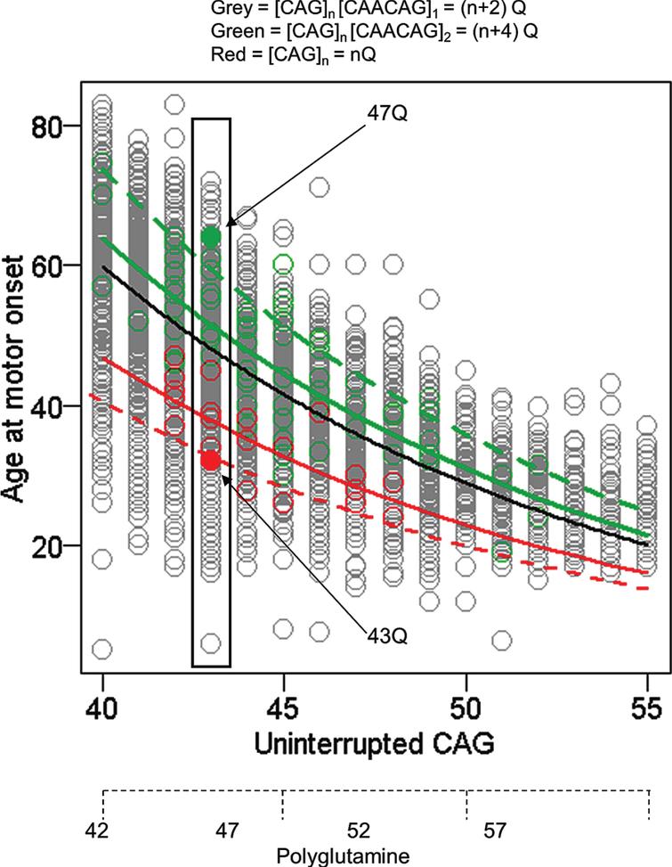 Age at motor onset correlates best with uninterrupted CAG repeat length. The data from Figure 1 are replotted noting those individuals whose CAG size measure from PCR fragment-size genotyping was corrected after sequencing to account for the loss of the CAA interruption or duplication of the CAACAG segment in a small minority of subjects (red and green circles, respectively). The black line represents the age at onset to CAG length relationship predicted from all subjects. The dotted red and green lines respectively represent the age at onset to CAG length relationship for the rare CAA interruption or CAACAG duplication subjects based on the inaccurate CAG size from genotyping while the solid red and green lines show the result after correction of these CAG sizes by sequencing. The differences between these solid red and green lines and the black line might reflect subtler differences in the properties of uninterrupted CAG repeats depending on their surrounding sequence context or the presence of a linked modifier locus on these chromosome 4s. Those subjects with an uninterrupted CAG length of 43 are highlighted to permit comparison of polyQ length, showing by example of filled circles that CAA loss (red) and CAACAG duplication (green) subjects differ by 4 Qs, with those possessing the longer 47Q segment having later onset than those possessing the shorter 43Q segment. Subjects represented by grey circles at this CAG size all possess 45Qs.