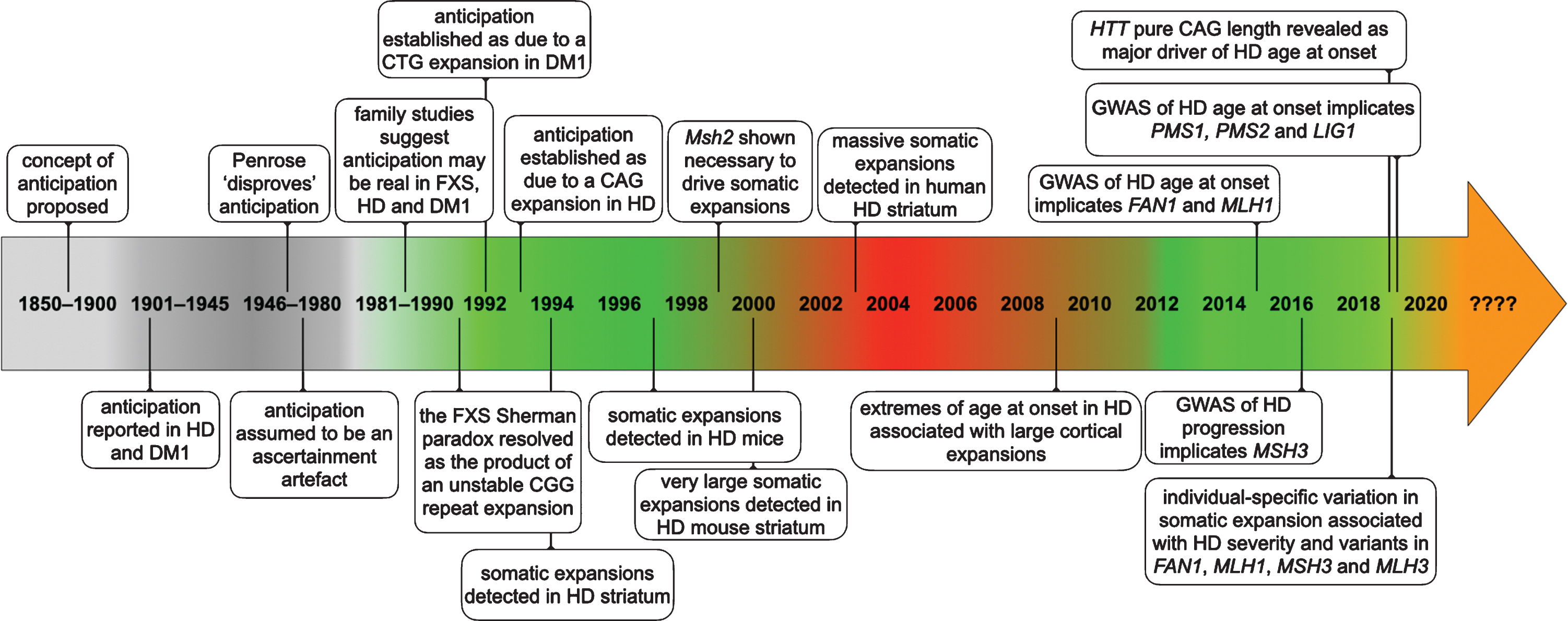 Timeline of some of the key events establishing anticipation as a genuine biological phenomenon and somatic expansion as contributing toward HD pathology.