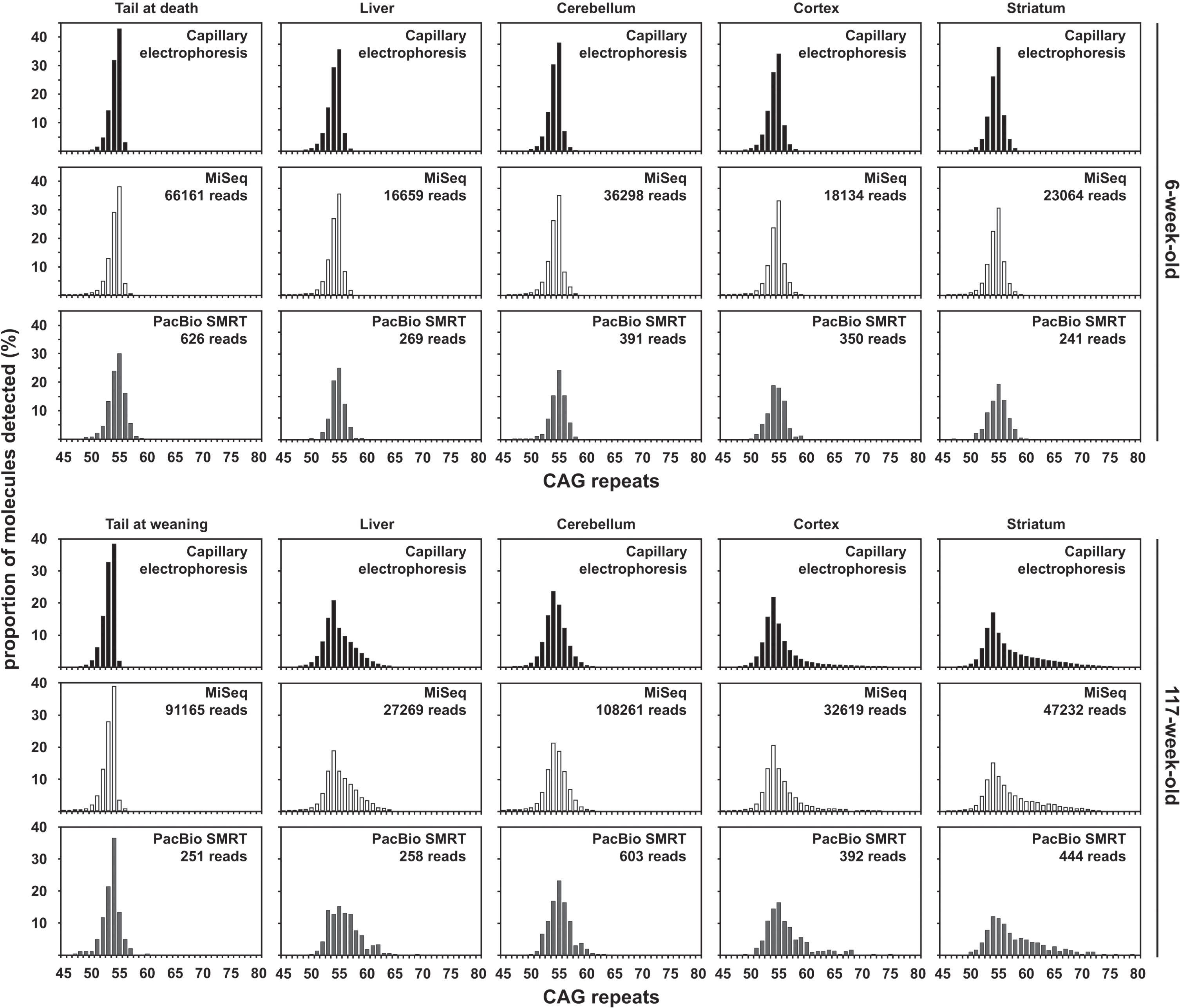 Qualitative assessment of somatic mosaicism comparing CAG frequency distributions obtained by capillary electrophoresis, MiSeq or PacBio SMRT sequencing of bulk-PCR products obtained for different tissues of one 6-week-old and one 117-week-old R6/2 mouse with ∼55 CAGs. Capillary electrophoresis data in black, MiSeq sequencing data in white and PacBio SMRT sequencing data in grey.