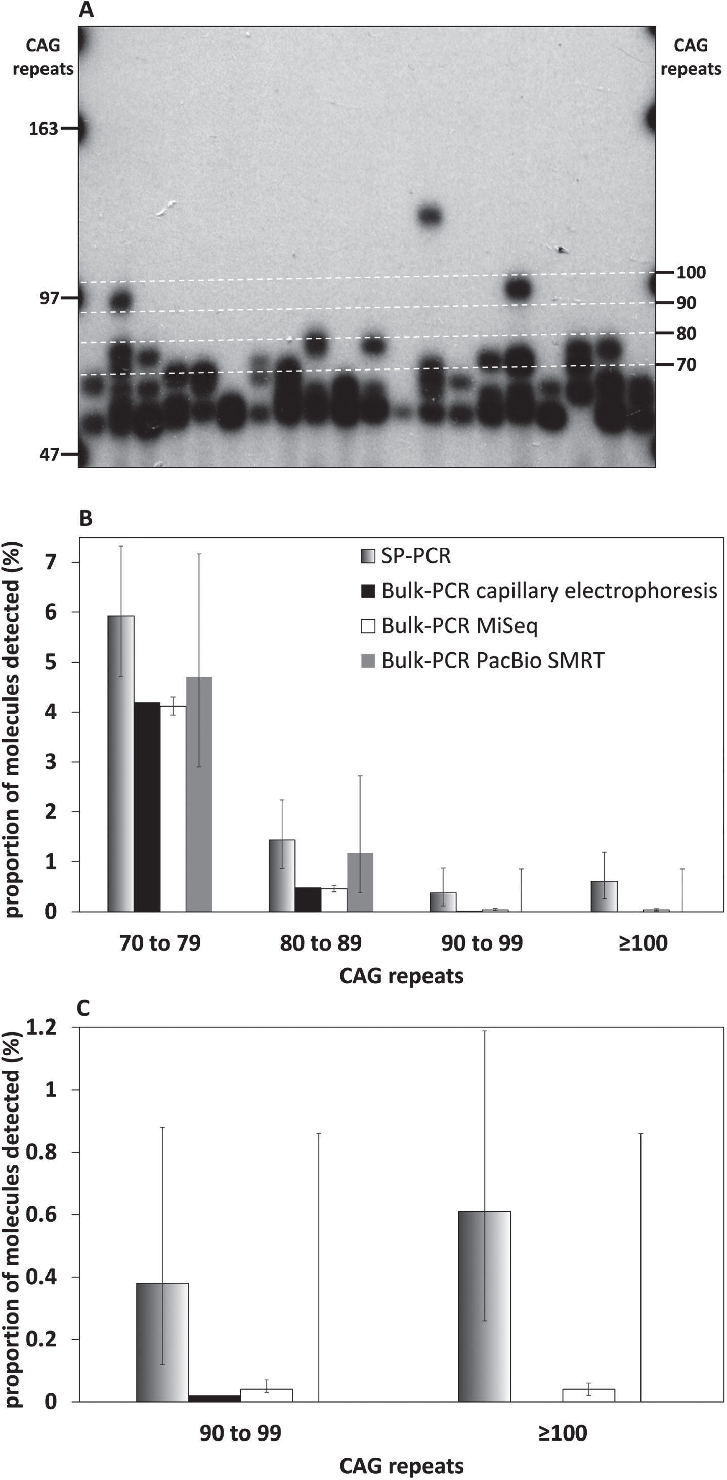 SP-PCR can detect very large HTT CAG somatic expansions (≥90 CAGs) that cannot be detected using bulk-PCR approaches. A) Representative small pool PCR autoradiograph from 150 pg template DNA obtained for the striatum of the 117-week-old R6/2 mouse with ∼55 CAGs. The number of CAG repeats, equivalent to each molecular weight marker (left) and the boundaries of the categories represented in panel A (right), is indicated. The boundaries of the categories represented in panel A (right) are also indicated by white dashed lines. B) Percentage of large (≥70 CAGs) HTT CAG somatic expansions detected by SP-PCR (black to white gradient), or bulk-PCR capillary electrophoresis (black), bulk-PCR MiSeq (white), bulk-PCR PacBio SMRT (grey) in the striatum of the 117-week-old R6/2 mouse with progenitor allele ∼55 CAGs. C: HTT CAG somatic expansions >90 CAGs from panel B. Error bars indicate the 95% confidence intervals (they could not be estimated for the bulk-PCR capillary electrophoresis because the fluorescence units measured cannot be transformed into a count of PCR products detected).