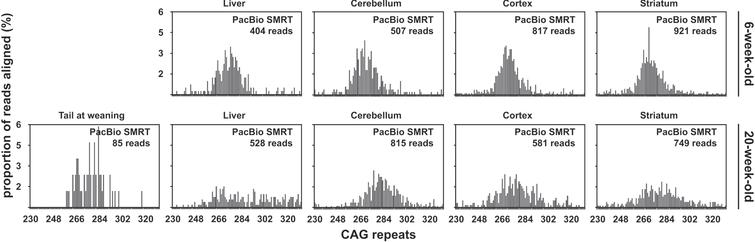 CAG frequency distributions obtained by PacBio SMRT sequencing of bulk-PCR products obtained for different tissues of one 6-week-old and one 20-week-old R6/2 mouse with ∼255 CAGs. The tail at weaning data for the 20-week-old mouse is not shown because only two reads with 266 and 274 CAGs were obtained post-alignment and post-discard.