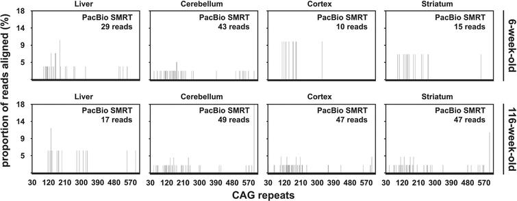 CAG frequency distributions obtained by PacBio SMRT sequencing of bulk-PCR products obtained for different tissues of one 6-week-old and one 116-week-old R6/2 mouse with ∼470 CAGs.