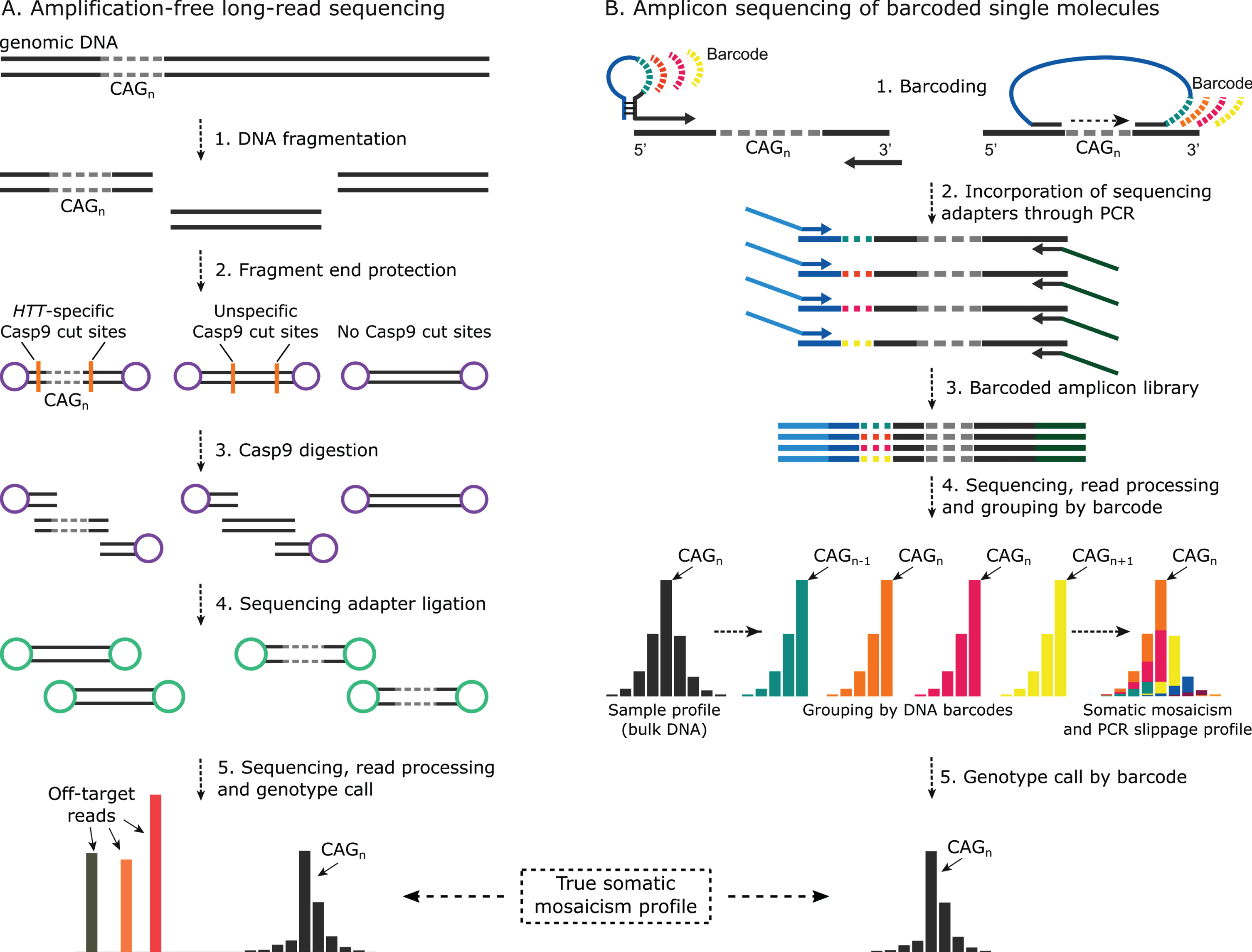 Method summary for somatic mosaicism quantification at the level of a single molecule in HD. A) Generalised schematics for CRISPR/Casp9-mediated targeted enrichment of HTT locus for single-molecule long-read sequencing (i.e., no-amp targeted sequencing). Following DNA fragmentation and DNA molecule protection by adapter ligation or de-phosphorylation, CRISPR/Cas9 and locus-specific guide RNAs are used to selectively cut across the region of interest. While undigested DNA fragment ends are still protected, sequencing adapters are ligated to the Cas9 digestion product. Sequencing is then done on the appropriate single-molecule long-read sequencing platform such as PacBio SMRT or Oxford Nanopore Technologies (ONT). No-amp targeted sequencing studies of repeat expansions have used one or two Cas9 cuts with PacBio sequencing [31, 49, 57, 59] or ONT sequencing [58] respectively. Single-molecule sequencing read output can then be used to build the somatic mosaicism profile. B) The general method for amplicon sequencing of barcoded single molecules. Several methods for single-molecule barcoding exist, including one-cycle PCR using hairpin-protected primers with degenerate tags or region capture by barcoded molecular inversion probes. Following barcoding, sequencing adapters are incorporated into the uniquely tagged molecules through PCR with overhang primers. The resulting amplicon library is then sequenced on the platform of interest, including Illumina MiSeq or PacBio, depending on the amplicon length and the desired throughput. Resulting reads are grouped by barcode family, and the repeat length of the original molecule for each family is determined to build the real somatic mosaicism profile per sample.