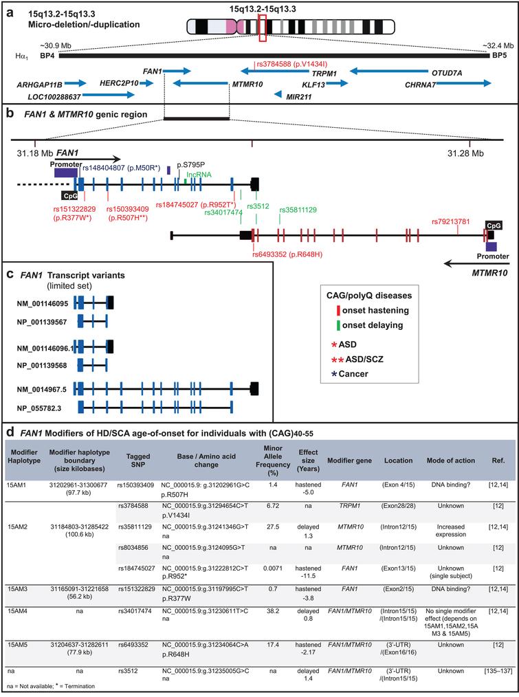 Genomic region of human FAN1 at 15q13.3 (GRCh37/hg19). (a) Schematic organization of 15q13.3 microduplication/microdeletion region contains multiple genes including FAN1. (b) FAN1 and MTR10 are partially overlapped and include various coding and non-coding genetic variants identified in HD, various spinocerebellar ataxias (SCAs), autism (ASD), and schizophrenia (SZC). The murine homolog of p.S795P (mS798P, in between the TPR and the nuclease domain) was identified in a murine Rett syndrome modifier screen [86]. CAG/polyQ disease-hastening and disease-delaying variants are shown in red and green fonts, respectively. (c) FAN1 has various transcript variants, a limited set of full length and truncated FAN1 transcript variants are shown (NM: Transcript variant, NP: Isoforms of transcript variant). Information for making this figure is from the NCBI genome browser, UCSC genome browser, and Ensembl browser. For details of the 15q13.3 chromosomal rearrangements, see Supplementary Figure 1. (d) Table with HD modifier haplotypes in FAN1.