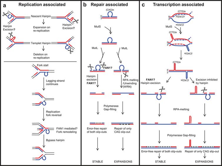 Possible roles of FAN1 in processing repeat-containing DNA, protecting against repeat instability. (a) Replication-associated repeat instability; FAN1 may process slip-outs formed on a template or nascent strand during replication and may stabilize repeat length or induce contraction. (b) A slip-out formed by repeat-containing DNA can be processed by a non-mitotic DNA repair associated mechanism. FAN1 may act as one of the critical nucleases to process repeat slip-outs to stabilize the repeat tract against length variations. (c) In non-replicating cells, repeat instability is associated with active transcription across the expanded repeat. FAN1 may process the slip-outs formed following unidirectional or bidirectional transcription across the expanded repeat, to stabilize repeat tract against length variations.