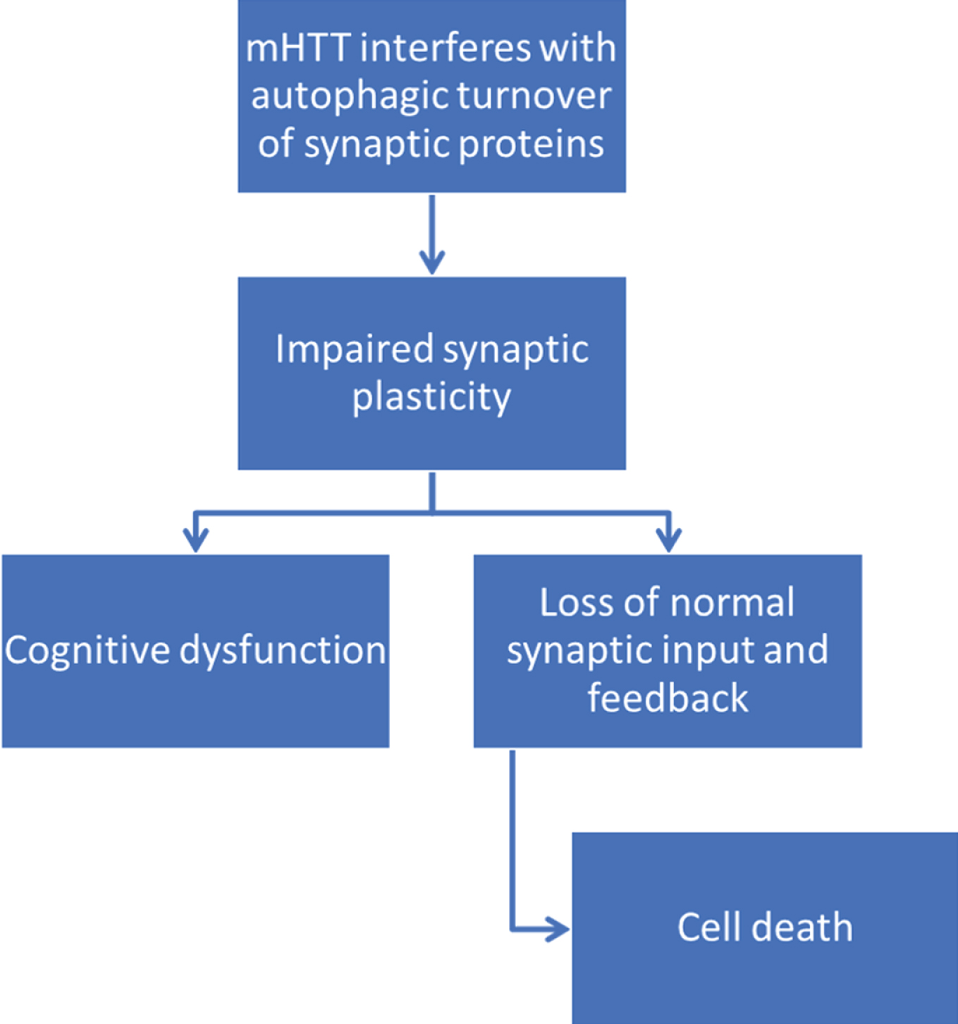 Proposed pathway of mHtt contribution to cognitive dysfunction and cell death through impairments in synaptic autophagy. mHtt interferes with autophagic efficiency [128–131], leading to a decline in synaptic autophagy. This may in turn interfere with synaptic plasticity, causing both cognitive dysfunction and loss of normal synaptic input to post-synaptic cells and feedback to presynaptic cells. Loss of normal synaptic feedback and input may then contribute to cell death.