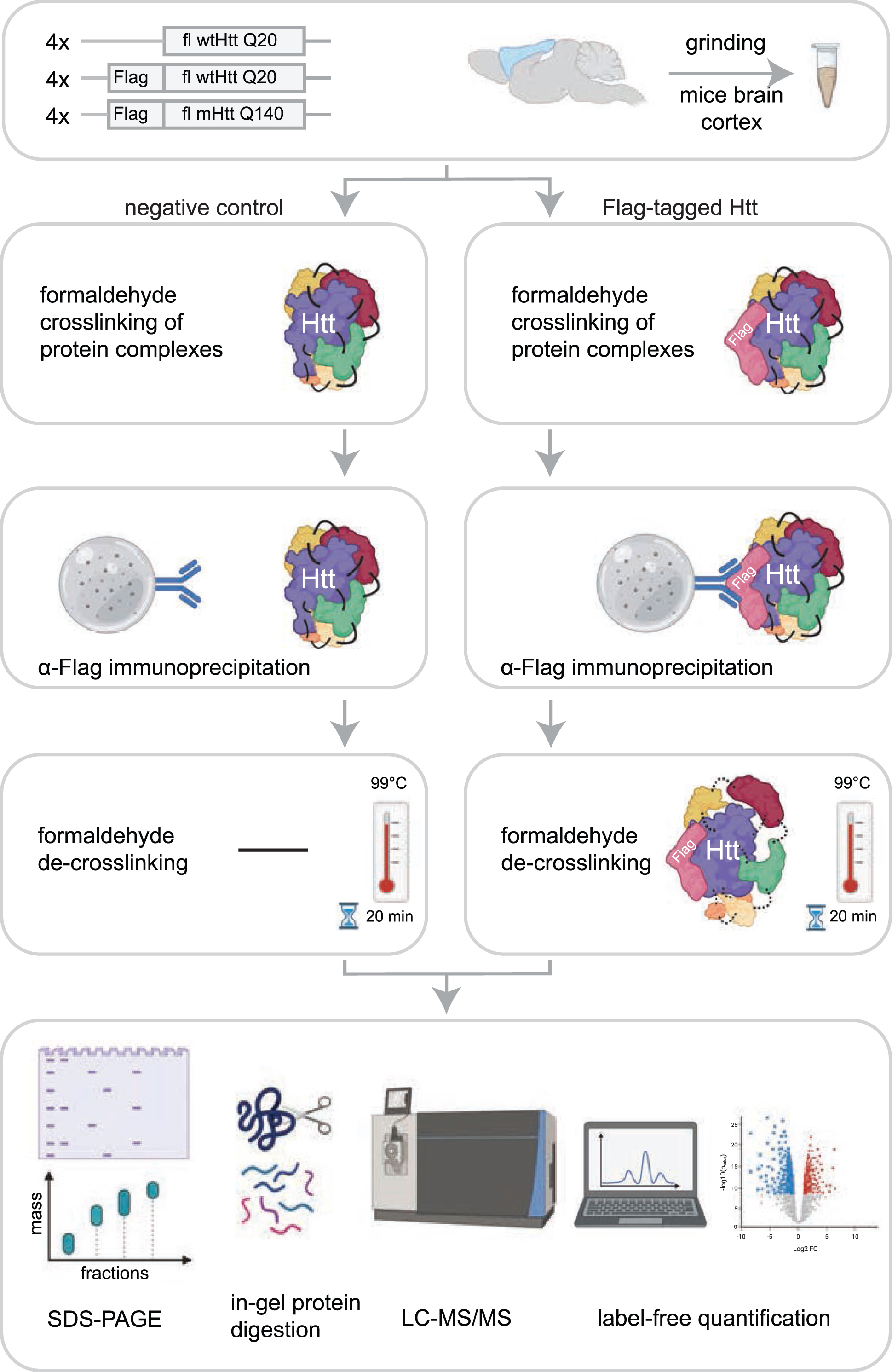Workflow for identification of Htt interactors via crosslinking immunoprecipitation and mass spectrometry. The cortex brain regions of 2-month-old mice expressing fl wild-type Htt (wtHtt), Flag-tagged wtHtt and Flag-tagged mutant Htt (mHtt) were used in this study. Four biological replicates were analyzed for each sample. Protein complexes were crosslinked in grinded brain material using 0.5%formaldehyde and were subsequently enriched from lysates using α-Flag coupled beads. After several washing steps the protein complexes were de-crosslinked by boiling for 20 min at 99°C in sample loading buffer. Next, proteins were resolved by SDS-PAGE and analyzed using mass spectrometry-based label-free quantification.