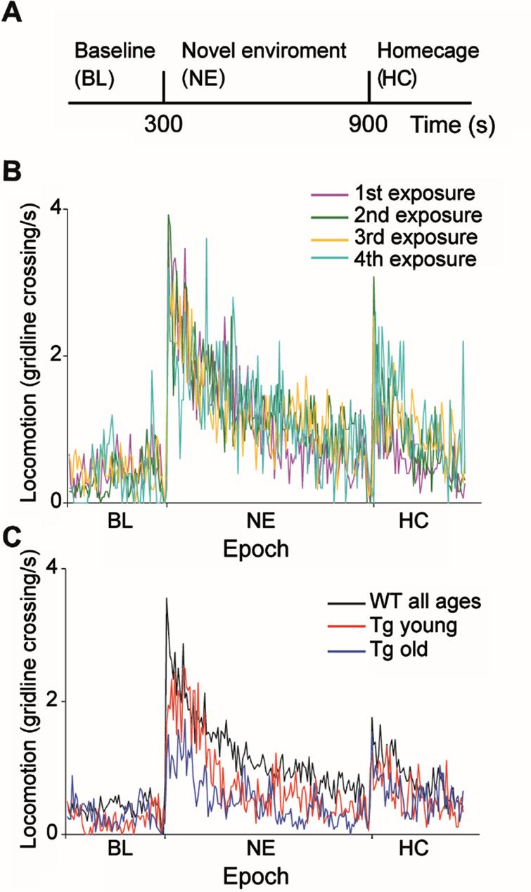 Behavioral characteristics of WT and R6/2 Tg mice during exposure to a novel environment. A) Experimental timeline. B) Number of average gridline crossings in 5 s bins are shown for WT mice for four consecutive sessions. Colors denote the sessions order. C) Number of gridline crossings in 5 s bins for WTs (black), Tg young (red) and Tg old (blue) mice averaged over all sessions and animals. Tg mice explored the novel environment significantly less than WTs in an age-dependent manner (ANOVA, F = 45.4, df = 3, p = 1.8×10–27).