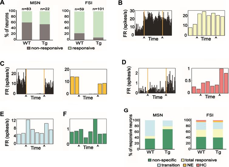 Response patterns of distinct striatal subpopulations varied across genotypes. A) The proportion of responsive and non-responsive MSNs (left) and FSIs (right) from WT and Tg mice. FSIs from Tg mice had a significantly higher percentage of responsive cells than those from WT mice (χ2, df = 1, p = 0.005). B) An example of a FSI from a Tg animal that increased its firing rate relative to baseline when transferred to the novel environment. This neuron maintained the same firing rate even when the animal was placed back in the home cage and was categorized as ‘Total responsive’. (Left) Firing rate histogram calculated in 5 s bins for the entire period of a session. The orange lines and the black arrows mark the transition times from the home cage to the novel environment and then from the novel environment back to the home cage. (Right) The firing rate histogram of the same neuron calculated in 2.5 min bins. C) Same as (B) for a FSI from a WT animal that decreased its firing rate relative to baseline only when the animal remained in the novel environment and was categorized as ‘NE’. D) Same as (B) for a MSN from a Tg animal that increased its firing rate when the animal was placed back in its home cage, and was categorized as ‘HC’. E, F) Same as (B, right) for FSI from WT animal that responded to transitions (E), and MSN from Tg animal that had a nonspecific response (F). G) Firing pattern distributions of the different neuronal response groups of MSNs (left) and FSIs (right) from WT and Tg mice. No significant difference in response pattern distribution was found between genotypes (χ2, df = 4, p > 0.14). The color code for the different categories appears beneath the figure.