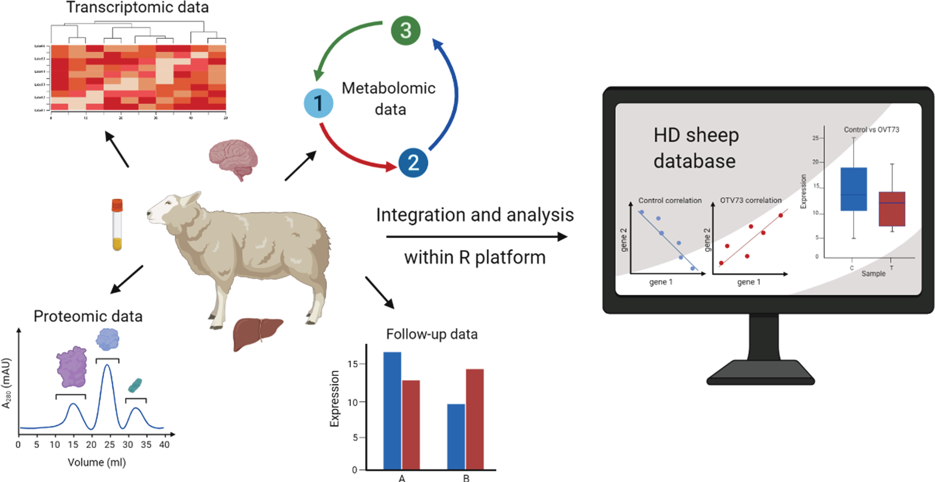 An overview of our approach to the integration and exploratory analysis of multi-omic data from a sheep model of Huntington’s disease. Seven datasets (transcriptomic, metabolic, and proteomic) collected from brain and peripheral tissues of a single cohort of 5-year-old OVT73 (n = 6) and control (n = 6) sheep were integrated into a multi-omic platform in R for multivariate analyses. Within the platform, individual datasets can be analysed and visualised using a range of exploratory multivariate techniques as presented in this report. The data and a selection of statistical functions have been made available as a user-queryable, interactive, online database https://hdsheep.cer.auckland.ac.nz/Figure created with BioRender.com.