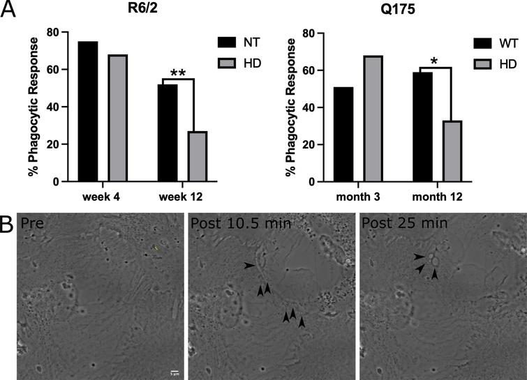 Phagocytosis response of astrocytes decrease in R6/2 and Q175 mouse models. A) Chi squared analysis test reveal no significant difference in phagocytosis between NT and HD astrocytes from an R6/2 mouse model at the earlier time point at week 4 (NT = 75%, HD = 68%, p = 0.39). HD astrocytes from week 12 display significantly lower phagocytic response at 27% vs. 52% observed in NT astrocytes (p = 0.004 via chi squared 2 tailed analysis). The same trend is observed in the Q175 mouse model, with no significant difference in phagocytic response was observed between WT (51%) and HD (68%) for astrocytes derived for 3-month-old mice (p = 0.09). Astrocytes derived from 12-month Q175 mice displayed a significantly lower phagocytic response at 33% when compared to WT astrocytes at 59% (p = 0.024). * refers to statistically significant p values where p≤0.05, ** refers to statistically significant p values where p≤0.01. B) Time lapse images of a neighboring astrocyte progressing through the phagocytic process in response to photolysis. The astrocyte at the top right was targeted with the laser at the yellow line denoted in the pre lysis image. Two post images acquired at 10.5 and 25 min following photolysis of a neighboring astrocyte (bottom left) responding via phagocytosis. Black arrows depict the formation of vesicles at the astrocyte’s responding edge.