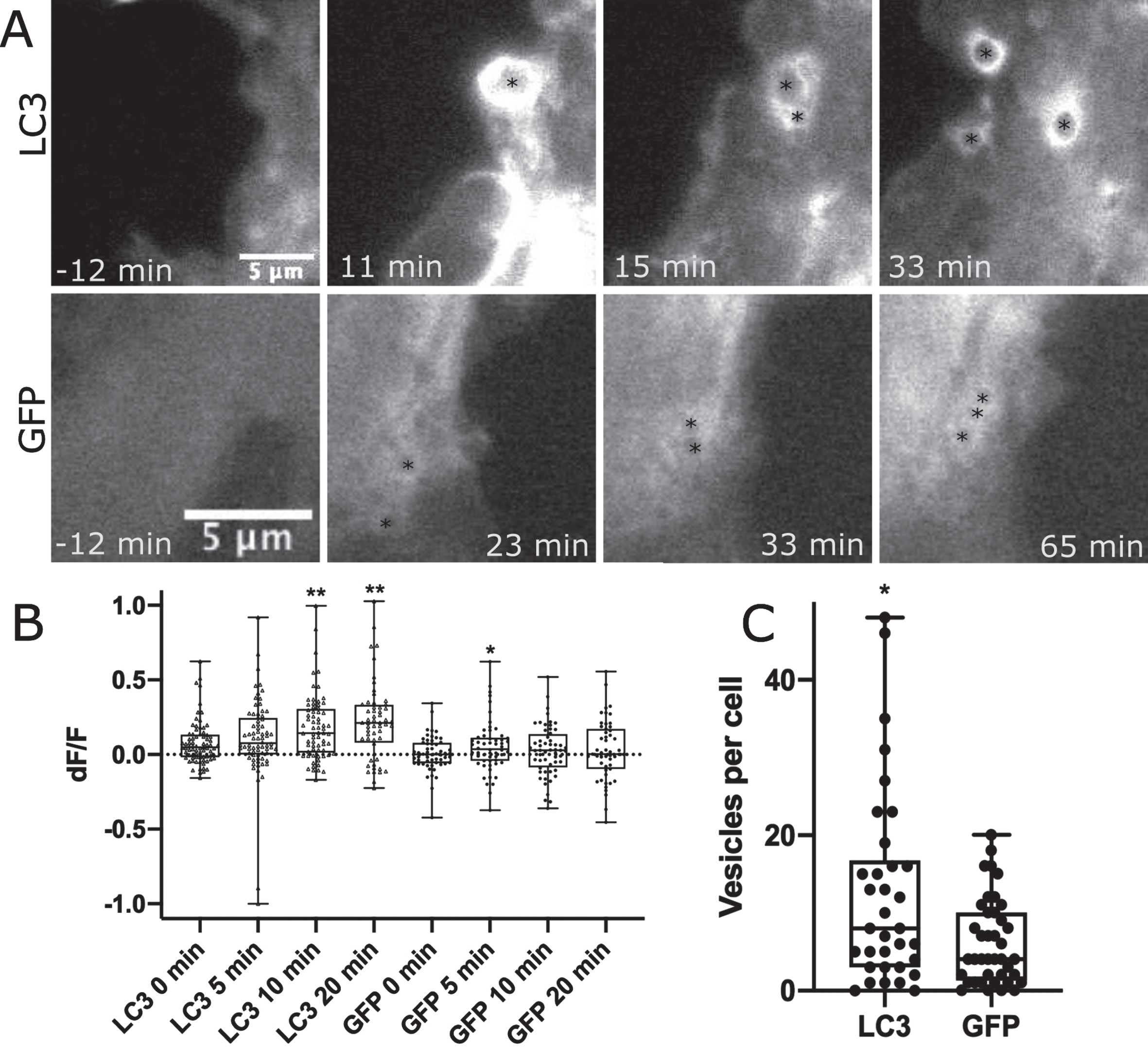 Phagocytic vesicles in WT astrocytes recruit GFP-LC3. GFP vs. GFP-LC3 kinetics in astrocytes during phagocytic vesicle formation and maturation. A) Highlight of phagocytic vesicle formation in astrocytes transiently labeled with GFP-LC3 and GFP control. We observe a large increase in GFP-LC3 localization surrounding phagocytic vesicles as depicted in the top row, and a smaller increase in GFP localization displayed in the bottom row. Black asterisks mark the position of phagocytic vesicles that form in astrocytes responding to photolysis. B) Quantification of GFP-LC3 and GFP signal associated with phagocytic vesicles at 0, 5, 10, and 20 min time points following vesicle formation. Box plot of change in fluorescence (dF/F) at four time points show a significant increase in fluorescence observed 10 and 20 min following vesicle formation for LC3 labeled astrocytes, peaking at 20 minutes post vesicle formation. GFP fluorescence peaked at 5 min following vesicle formation. * corresponds to p values 0.01–0.05. ** corresponds to p values < 0.01. C. GFP-LC3 transfected astrocytes produce significantly more vesicles per cell than GFP labeled astrocytes. GFP-LC3 transfected cells produce an average of 12.65 vesicles per cell (n = 34), significantly more than GFP labeled cells at an average of 6.2 vesicles per cell (n = 40). Data did not pass Anderson-Darling normality test, we used a Mann-Whitney two tailed unpaired test to determine a significant difference between GFP-LC3 and GFP by p = 0.024.