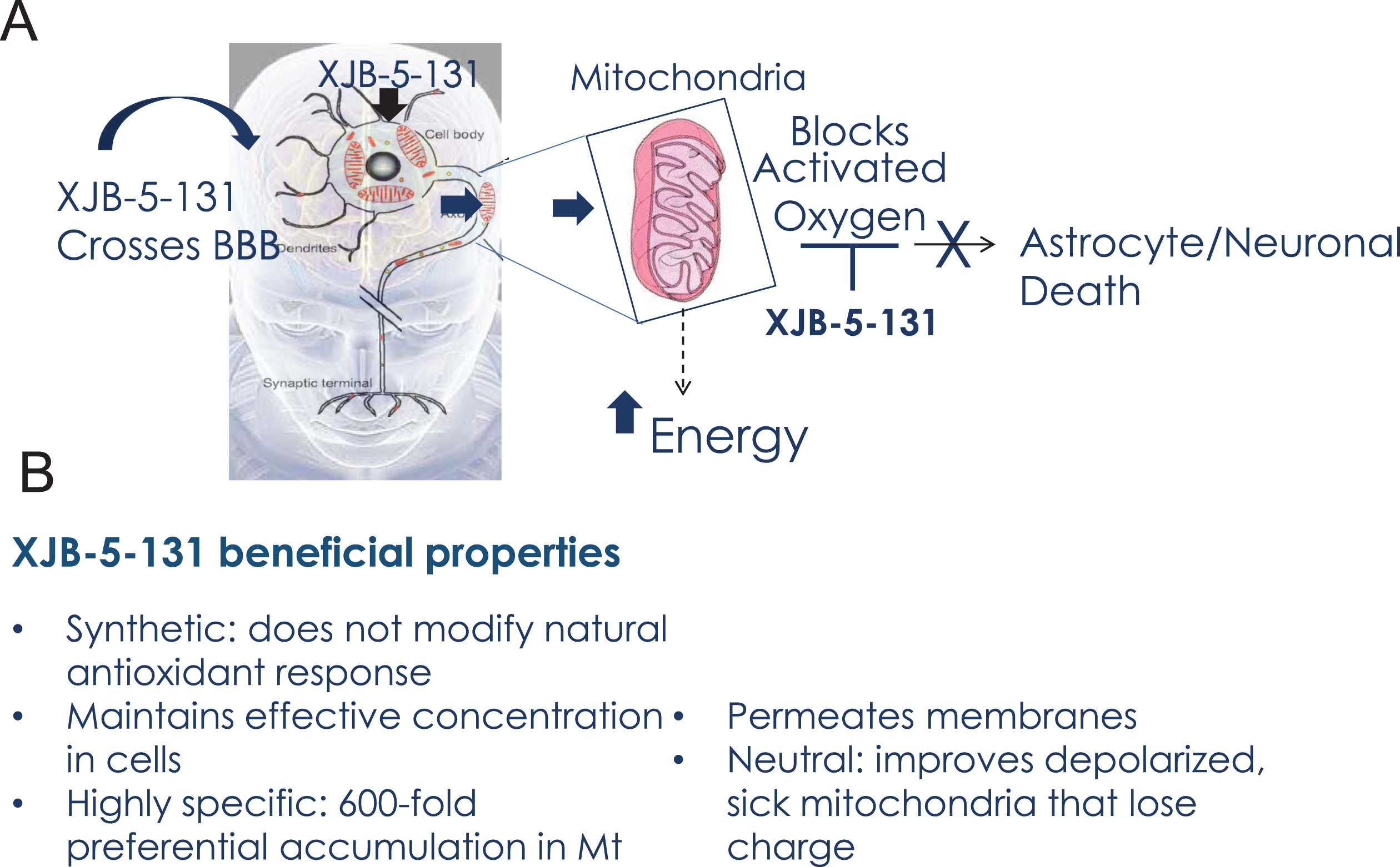 Beneficial properties of XJB-5-131. A) Schematic diagram of XJB-5-131 entry into brain MT and the mechanism of neuronal protection. B) Summary of the beneficial properties of XJB-5-131.