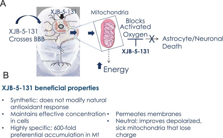 Beneficial properties of XJB-5-131. A) Schematic diagram of XJB-5-131 entry into brain MT and the mechanism of neuronal protection. B) Summary of the beneficial properties of XJB-5-131.