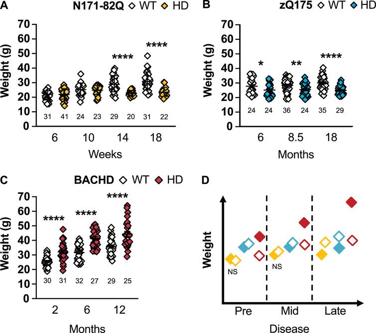 HD mice differ in weight throughout the disease. N171-82Q mice weigh less in late disease (14 weeks: t = 4.51, df = 47, p < 0.0001; 18 weeks: t = 5.730, df = 47, p < 0.0001) (A) while zQ175 mice always weigh significantly less (6 months: MWU = 199.5, p = 0.03; 8.5 months: t = 2.548, p = 0.007; 18 months: tw = 5.492, p < 0.0001) than WT mice (B). BACHD mice weigh more than WT mice throughout the disease (2 months: tw = 5.223, p < 0.0001; 6 months: t = 6.499, p < 0.0001; 12 months: t = 4.163, p < 0.0001) (C). D) Representative model of weight variation in the three mouse models as the disease progresses. All comparisons are made to WT mice of the same background. Sample sizes are presented under each group. HD, Huntington’s disease carrier; NS, non-significant; WT, wild-type. Data represent mean ± SEM. *p ≤ 0.05, *p ≤ 0.01, and ****p ≤ 0.0001 indicate a significant difference by a Student’s t-test with or without Welch’s correction or Mann Whitney test for each time point.