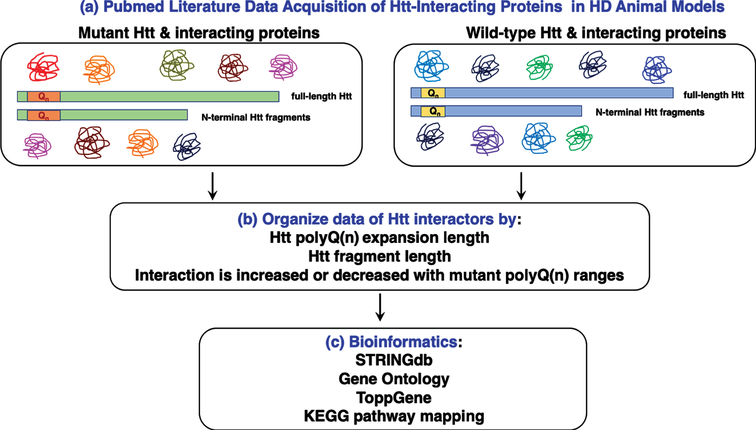 Work-flow for bioinformatics analysis of huntingtin (Htt) interacting proteins reported in the literature. Literature searches for proteins interacting with mutant Htt and wt Htt were conducted with the PubMed resource (a). Information about Htt interactors was organized by experimental parameters of the reported studies, including the polyQ(n) expansion length, Htt fragment length, and whether the interaction is increased or decreased with mutant polyQ(n) Htt fragments (b). Compiled Htt interacting proteins (Supplementary Table 1) were subjected to bioinformatics analysis assessing statistically significant clusters and KEGG pathways using tools that included STRINGdb, gene ontology, and ToppGene (c).