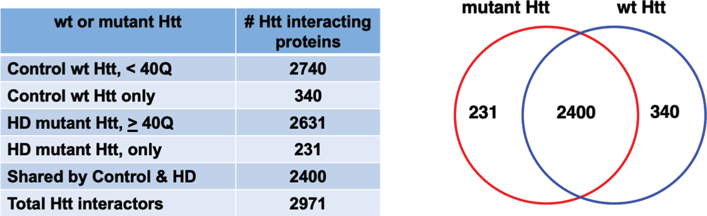 Protein counts for interactors of wt and mutant Htt. The numbers of distinct proteins found to interact with control wt Htt and HD mutant Htt are shown by a Venn diagram. Proteins were found that only interacted with mutant Htt or only with control wt Htt. Many proteins interacted with both wt and mutant Htt.