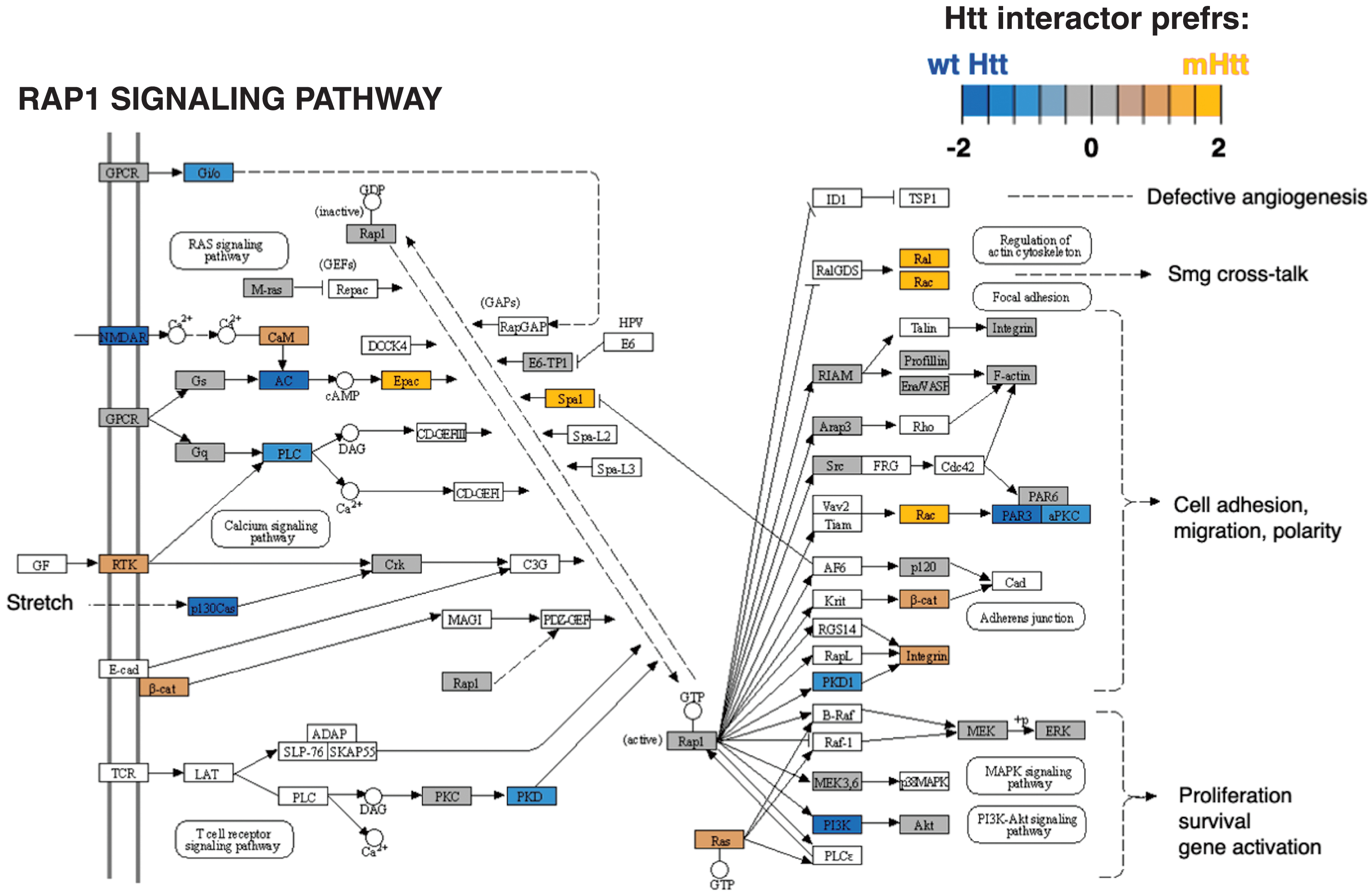 Rap1 signaling KEGG pathway of the signal transduction cluster. The Rap1 signaling pathway represented the top significant pathway of the signal transduction cluster (Supplementary Table 2). Preferred interactions of mutant Htt (mHtt) or wt Htt with pathway components are illustrated by the red to blue color color key.