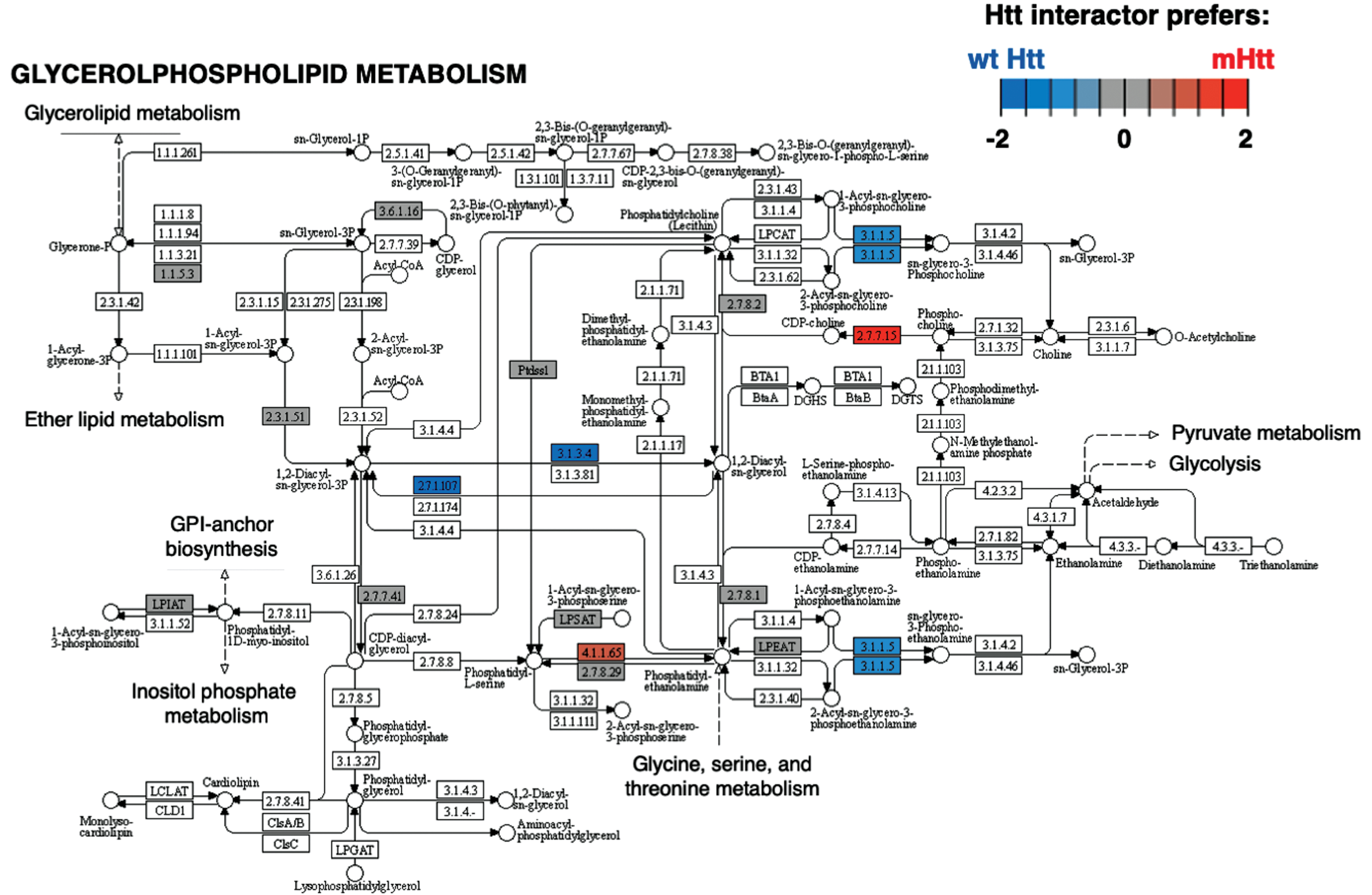 Glycerophospholipid metabolism KEGG pathway of the chromatin cluster. The Glycerophospholipid metabolism pathway of the chromatin organization cluster was found to be most significant (Supplementary Table 2). Preferred interactions of mutant Htt (mHtt) or wt Htt with pathway components are illustrated by red to blue color key.