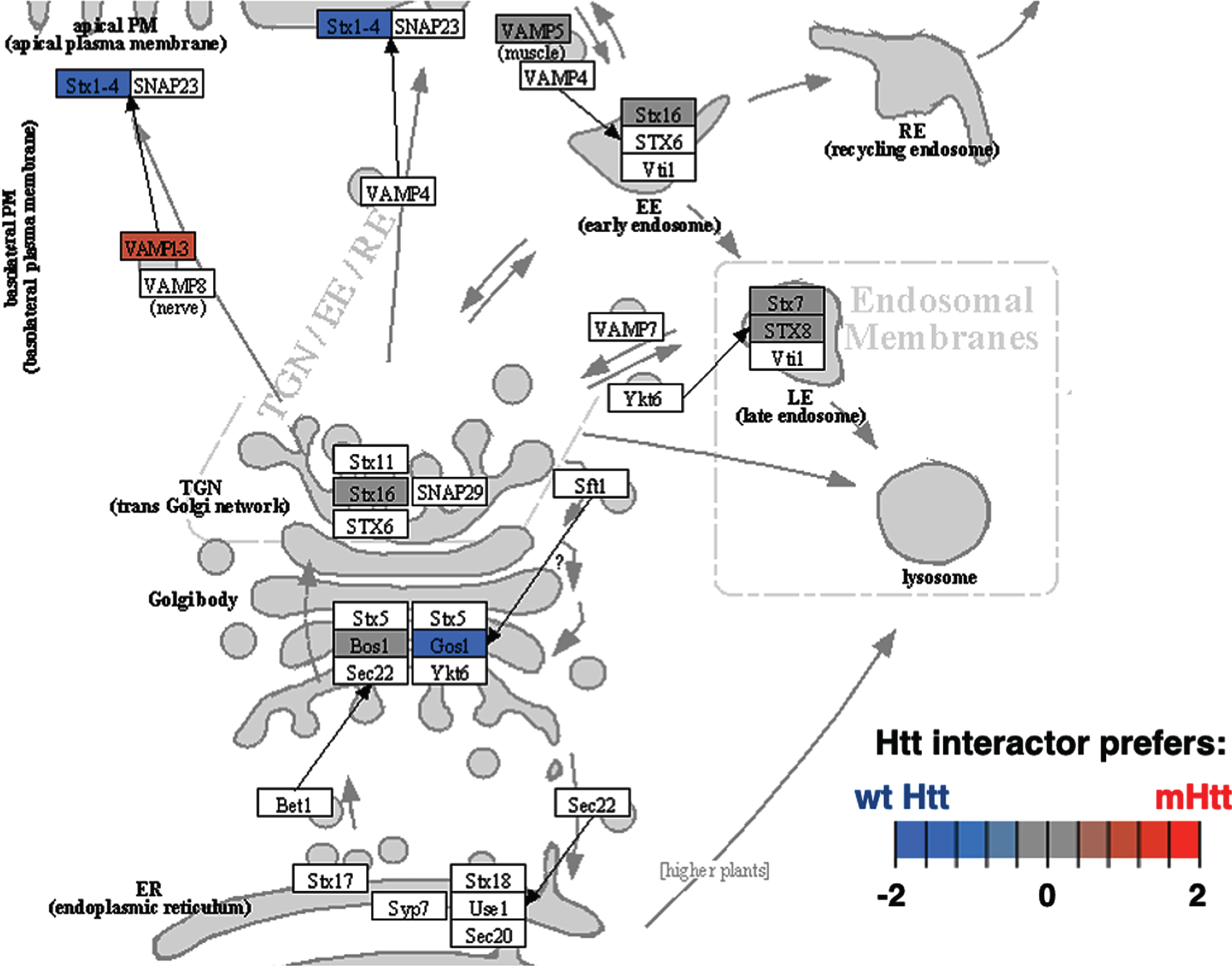 SNARE interactions in vesicular transport KEGG pathway of the membrane trafficking cluster. The SNARE interactions for vesicular transport of the membrane trafficking cluster was highly significant with respect to interactions with Htt (Supplementary Table 2). Preferred interactions of mutant Htt (mHtt) or wt Htt with pathway components are illustrated by red to blue color key.