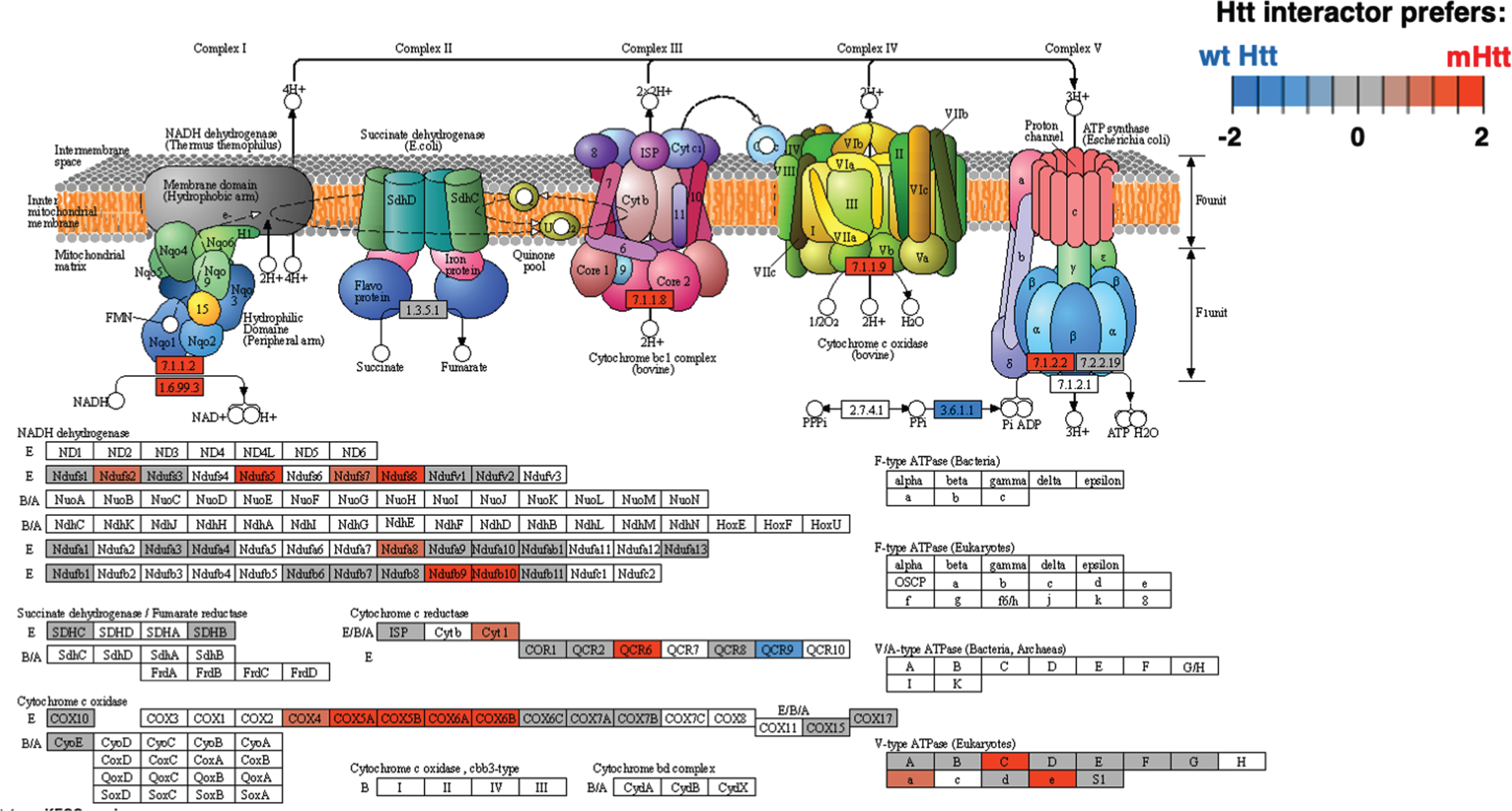 Oxidative phosphorylation KEGG pathway of the mitochondrial cluster. The oxidative phosphorylation pathway of mitochondria was of high significance for interactions with Htt (Supplementary Table 2). Preferred interactions of mutant Htt (mHtt) or wt Htt with pathway components are illustrated by red to blue color key.