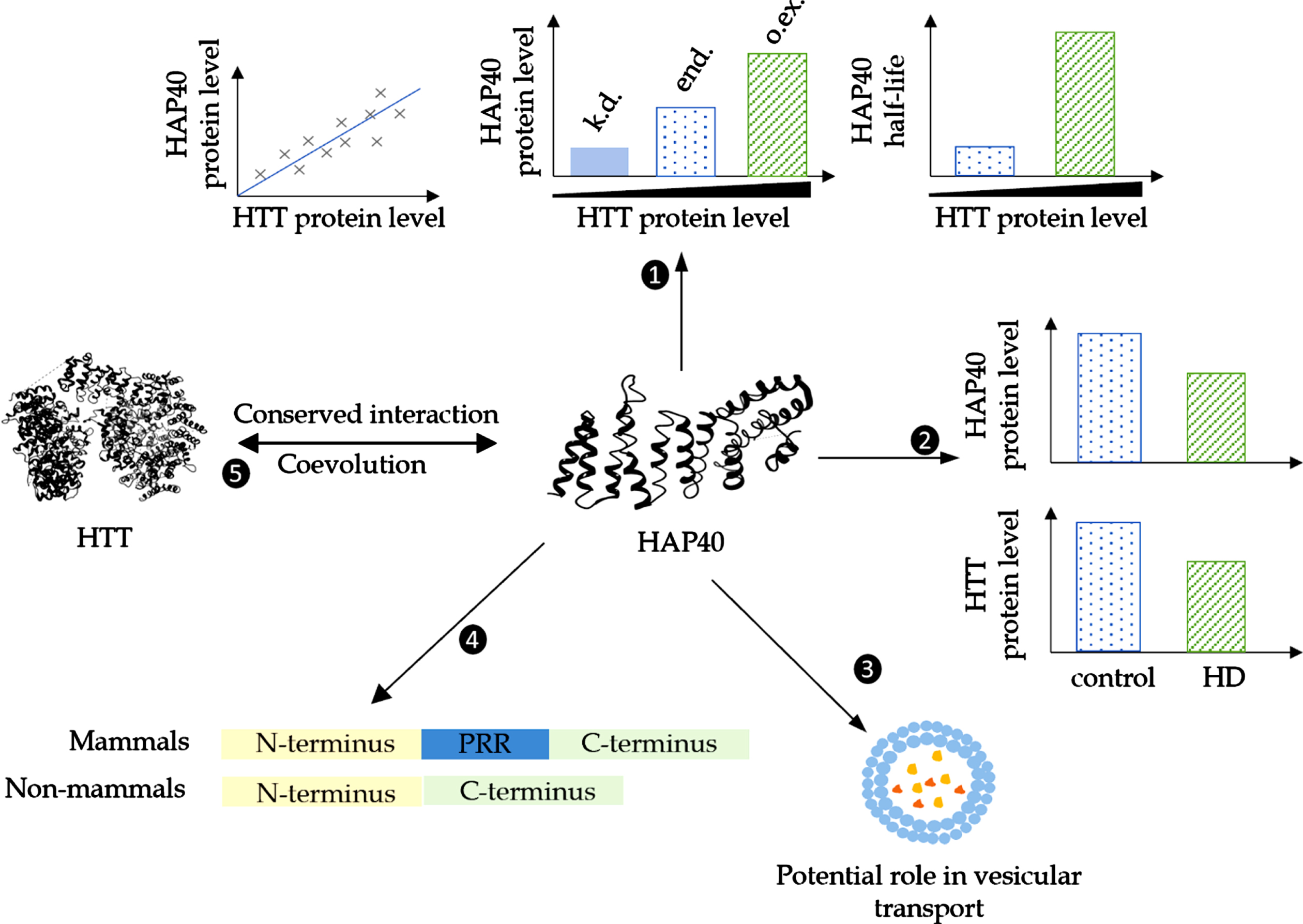 Current knowledge of HAP40 and its interaction with HTT. (1) HAP40 protein levels directly depend on HTT levels in several tissues [46] and (2) the levels of both proteins are reduced in HD [47, 57, 58]. (3) Previous studies indicated a potential role of HAP40 in vesicular transport through an interaction with the Ras-related protein 5 [59, 60] or the close homology between HAP40 and the N-ethylmaleimide-sensitive factor attachment protein α, β, and γ [40]. (4) Further, mammalian HAP40 has a centrally located and mammalian-specific proline-rich region [40]. (5) The conserved interaction between HAP40 and HTT in metazoans and the coevolution between both proteins [40] further corroborates the functional importance of the HTT-HAP40 interaction. k.d., HTT knock-down; end., endogenous HTT expression; o.ex., over-expression of HTT.