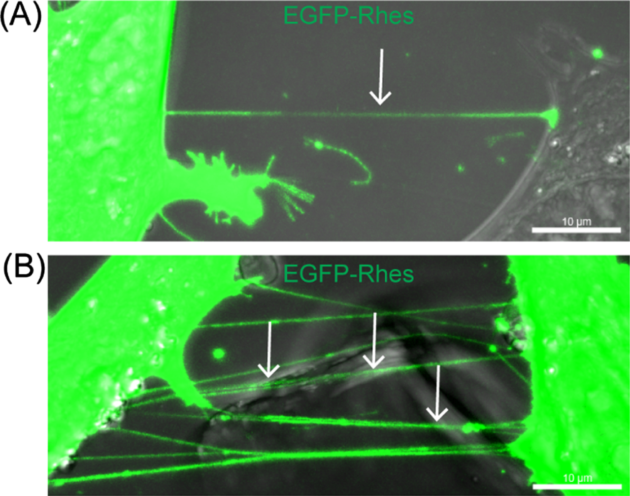 Rhes promotes TNT-like cellular protrusions in striatal neuronal cells. (A) Striatal neuronal cells (STHdhQ7/Q7) expressing GFP-Rhes. The arrow shows the TNT-like protrusion, single (A) or multiple TNTs (B).