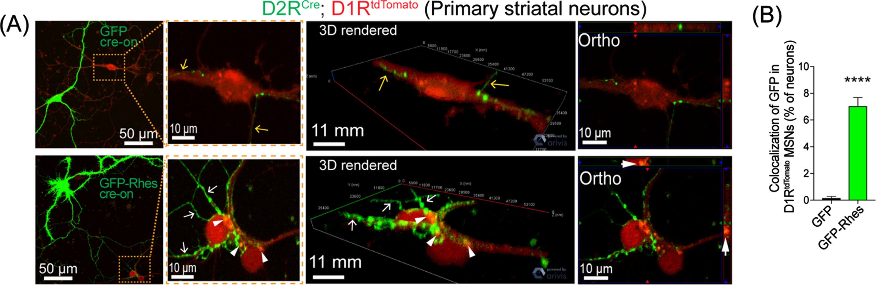 Rhes travels from D2R MSN to D1R MSN in vitro. (A) confocal live-cell images and insets of MSN culture from D2RCre; D1RtdTomato mice infected (DIV5) with AAV-PHP.eB Cre-on GFP or AAV-PHP.eB Cre-on GFP-Rhes (MOI 5). Yellow and white arrow show neuronal processes of GFP or GFP-Rhes from Cre(+) D2R MSN, respectively. The arrowhead shows GFP-Rhes puncta colocalization in Cre(–) D1RtdTomato MSN. 3D rendering and orthogonal (ortho, single plane) images show GFP-Rhes puncta inside the D1RtdTomato MSN. (B) Bar graph shows quantification of colocalization of GFP signal in D1RtdT
omat
o MSNs (% of neurons) for GFP and GFP-Rhes groups (n = 16 D1RtdTomato MSNs/group). Data are mean±SEM; Student’s t-test, ***
p < 0.0001.