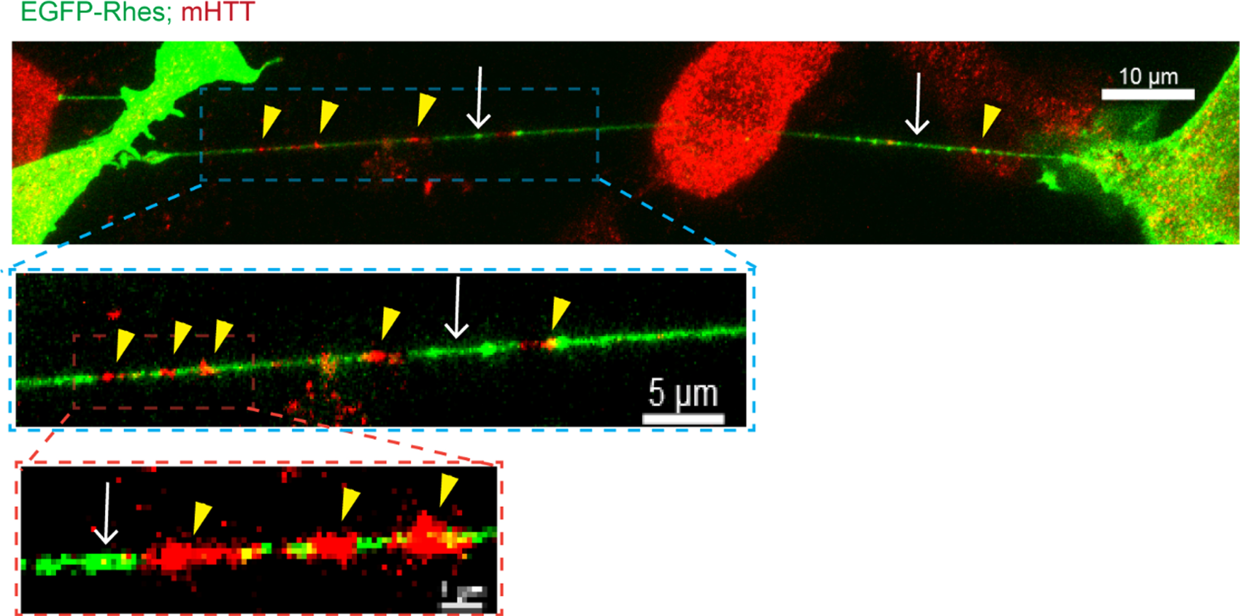 Rhes transports mHTT via TNT-like protrusions. Confocal images of EGFP-Rhes in mutant striatal cells (STHdhQ111/Q111) with immunocyto-chemistry for endogenous FL mutant HTT with anti-HTT MAB2166 antibody (Red). The arrow shows the TNT-like protrusion. Arrowhead shows mHTT in the TNTs.