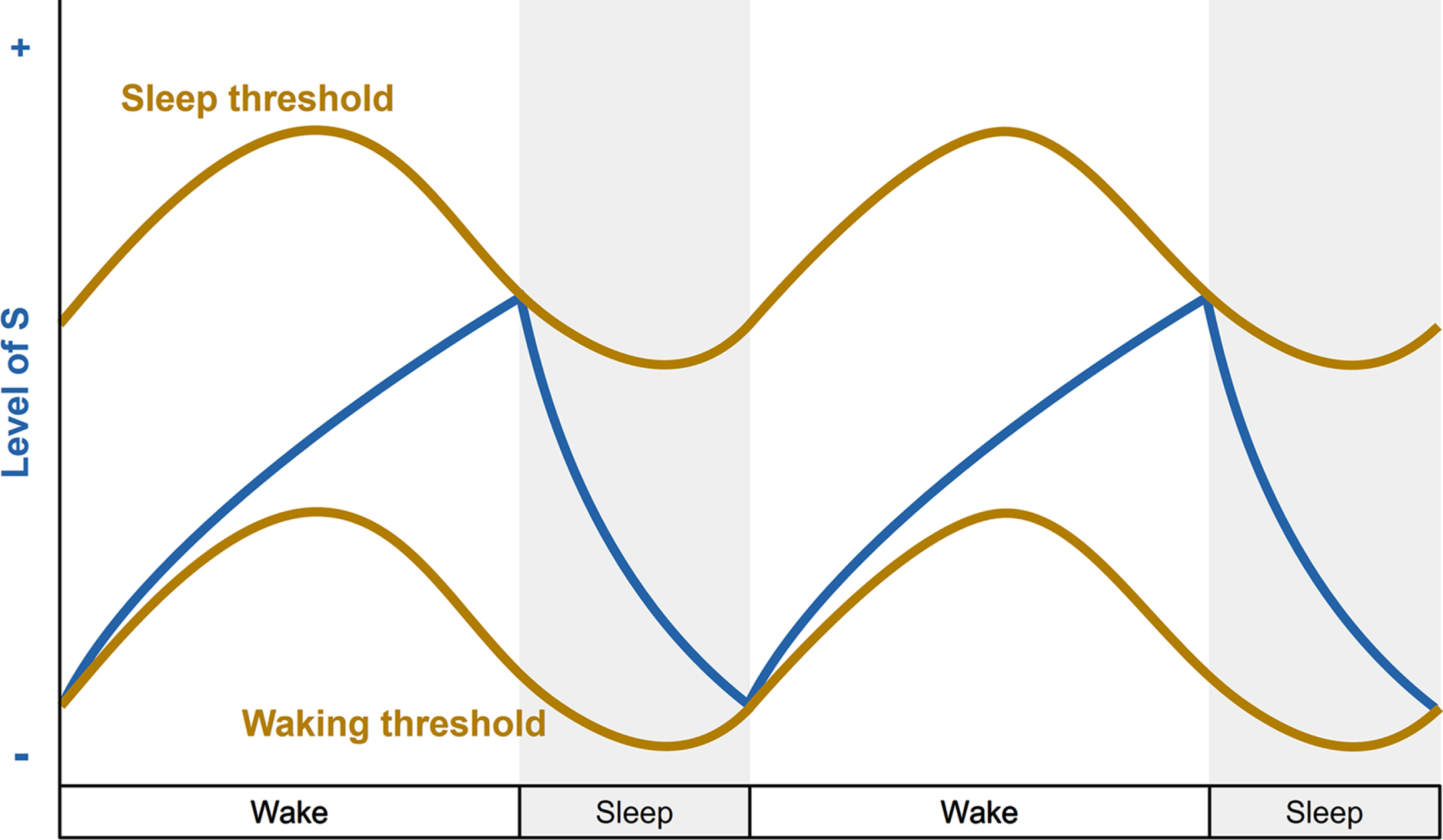 The two-process model of sleep regulation. Simplified representation of the homeostatic process S (blue line) and circadian process C (brown lines) over a two-day period with 16 hours of wakefulness and 8 hours of sleep (grey bars). During the increase of process S, the individual is awake and the sleep pressure builds up. When process S reaches the upper threshold of process C, the individual falls asleep and process S decreases until it reaches the lower threshold of process C, which triggers the awakening of the individual.