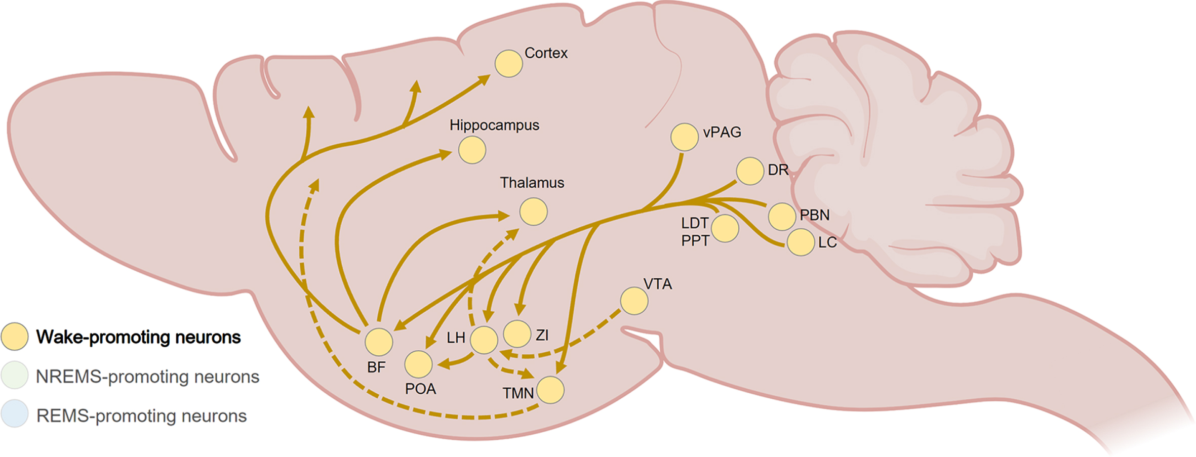 Summary of the wake-promoting pathways in the rodent brain. Wakefulness is mainly generated by fast-acting glutamatergic projections from the brainstem (e.g., PBN, LDT, PPT) to the BF and hypothalamic nuclei (e.g., PAO, LH), as well as widespread-projecting monoaminergic neurons from the LC, DR, and vPAG. The BF promotes arousal through GABAergic, cholinergic, and glutamatergic projections to the thalamus, hypothalamus, and cortex. The LH generates and maintain wakefulness mainly through innervations of the thalamus, POA and TMN. Wake-modulating pathways from the hypothalamus and VTA are shown with dashed lines. BF, basal forebrain; DR, dorsal raphe; LC, locus coeruleus; LDT, laterodorsal tegmental nucleus; LH, lateral hypothalamus; PBN, parabrachial nucleus; POA, preoptic area of the hypothalamus; PPT, pedunculopontine tegmental nucleus; TMN, tuberomammillary nucleus of the hypothalamus; vPAG, ventral periaqueductal gray; VTA, ventral tegmental area; ZI, zona incerta. Created with BioRender.com.