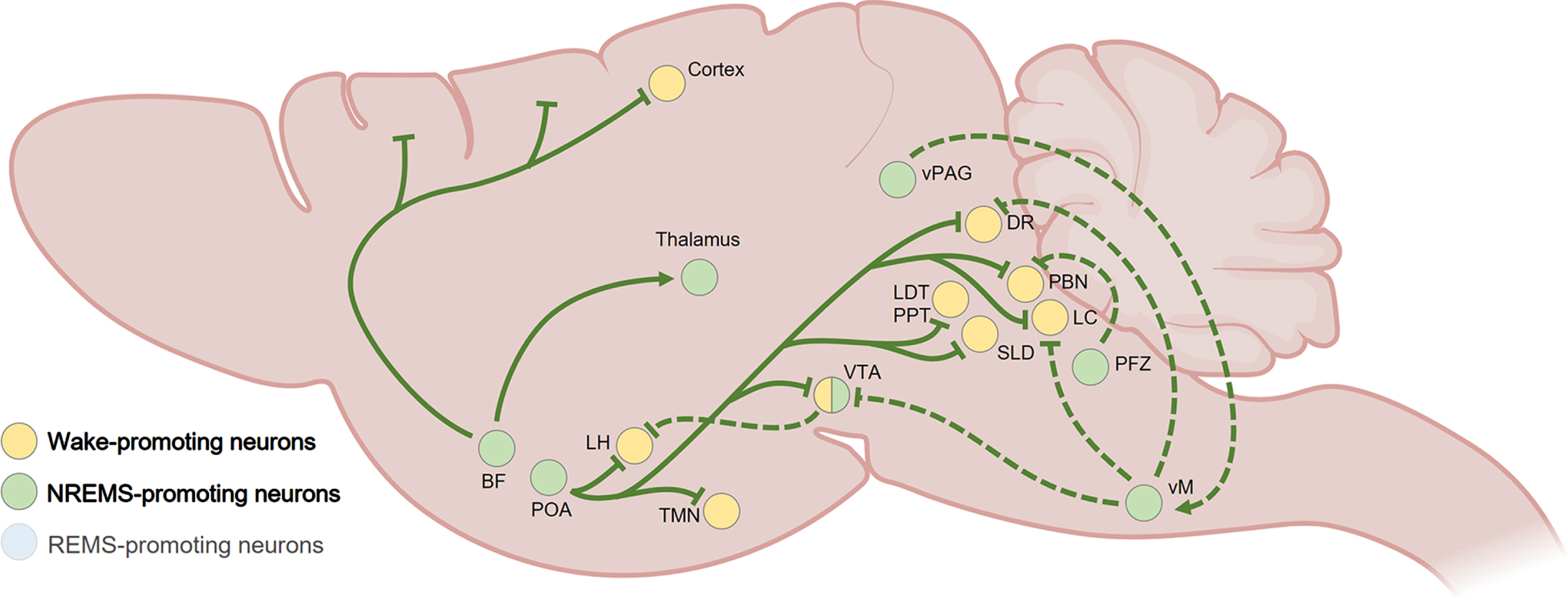 Summary of NREMS-promoting pathways in the rodent brain. The POA plays a key role in NREMS generation through GABAergic and galaninergic inhibitory projections to the wake-promoting LH, TMN, VTA, DR, LC, PBN, LDT, and SLD. Within the brainstem (dashed lines), the PFZ and vM participate to NREMS maintenance by inhibiting wake-promoting regions such as the VTA, LC, DR and PBN, while the activity of the vM is sustained by glutamatergic projections from the vPAG. The VTA also sends inhibitory GABAergic projections to the LH. The BF inhibits wake-promoting neurons throughout the cortex and is also involved in the generation of NREMS-associated delta waves and spindle oscillations by sending axonal terminals in the thalamus. BF, basal forebrain; DR, dorsal raphe; LC, locus coeruleus; LDT, laterodorsal tegmental nucleus; LH, lateral hypothalamus; PBN, parabrachial nucleus; POA, preoptic area of the hypothalamus; PPT, pedunculopontine tegmental nucleus; PFZ, parafacial zone; SLD, sublaterodorsal tegmental nucleus; TMN, tuberomammillary nucleus of the hypothalamus; vM, vental medulla; vPAG, ventral periaqueductal gray; VTA, ventral tegmental area. Created with BioRender.com.
