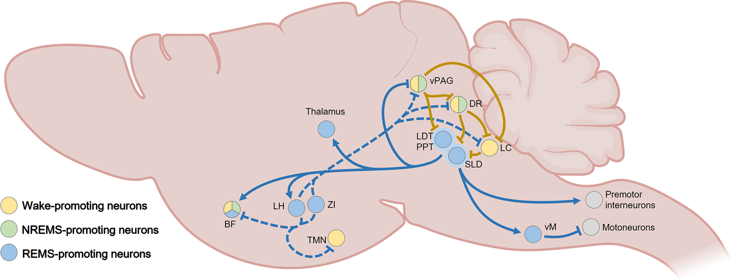 Summary of REMS-promoting pathways in the rodent brain. Glutamatergic, GABAergic, and cholinergic neurons from the PPT, LDT, and SLD, located in the pons, are principally responsible for the generation of REMS through projections to the thalamus, LH, and BF. They also suppress REMS-associated muscle activity through direct and indirect (via the vM) connections to spinal cord premotor interneurons and motoneurons, respectively. GABAergic and MCH-expressing neurons from the LH and ZI generate and maintain REMS by inhibiting wake-active and/or REMS-suppressing neuronal clusters in the BF, TMN, vPAG, LC, and DR (dashed lines). REMS is negatively modulated by interconnected midbrain nuclei such as the vPAG, DR, and LC that inhibit the PPT, LDT, and SLD. BF, basal forebrain; DR, dorsal raphe; LC, locus coeruleus; LDT, laterodorsal tegmental nucleus; LH, lateral hypothalamus; MCH, melanin concentrating hormone; PPT, pedunculopontine tegmental nucleus; SLD, sublaterodorsal tegmental nucleus; TMN, tuberomammillary nucleus of the hypothalamus; vM, vental medulla; vPAG, ventral periaqueductal gray; ZI, zona incerta. Created with BioRender.com.