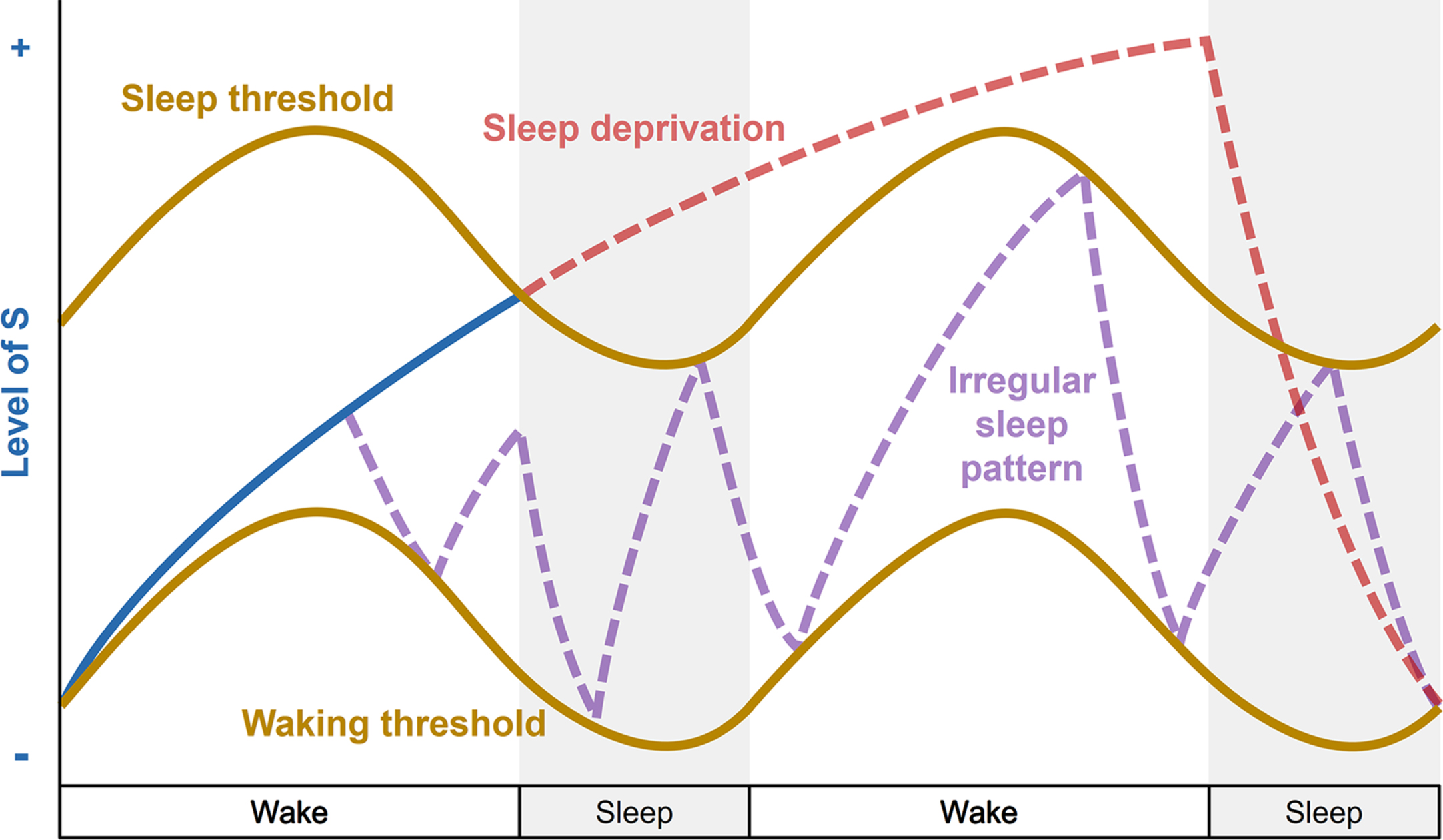 Disturbances of the two-process model of sleep regulation. Simplified representation of the homeostatic process S (blue line) and circadian process C (brown lines) over a two-day period with 16 hours of wakefulness and 8 hours of sleep (grey bars) when an individual experiences sleep deprivation (red line) or irregular sleep pattern (purple line). During sleep deprivation, the individual stays awake when the increasing process S (blue line) reaches the upper threshold of process C, and sleep pressure continues to build up for 24 hours (increasing red line). Recovery sleep then allows the decrease of process S. An irregular sleep pattern is shown in purple, when an individual experiences frequent sleep episodes (decreasing sleep pressure) and awakenings (increasing sleep pressure) irrespective of normal wake and sleep time windows, and disconnected from circadian process C.
