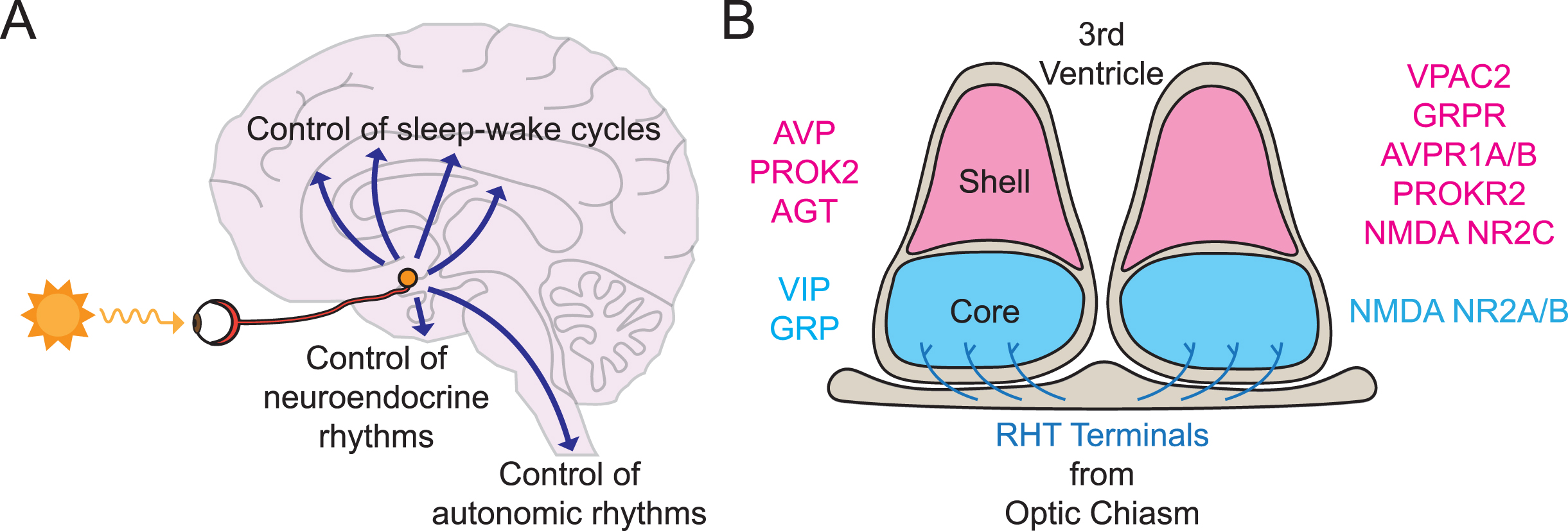The suprachiasmatic nucleus (SCN) as central circadian pacemaker. A) Schematic sagittal view of the location of the human SCN, at the base of the hypothalamus, depicting retinal input from the retinohypothalamic tract (RHT) via the optic nerve, and outputs to neural centers controlling sleep-wake behavior, neuroendocrine and autonomic status. B) Schematic coronal view of mouse SCN to show ventral retinorecipient core and dorsal shell sub-divisions, characterized by their distinction expression of (left) neuropeptides and (right) neurotransmitter receptors, and RHT innervation of SCN core.