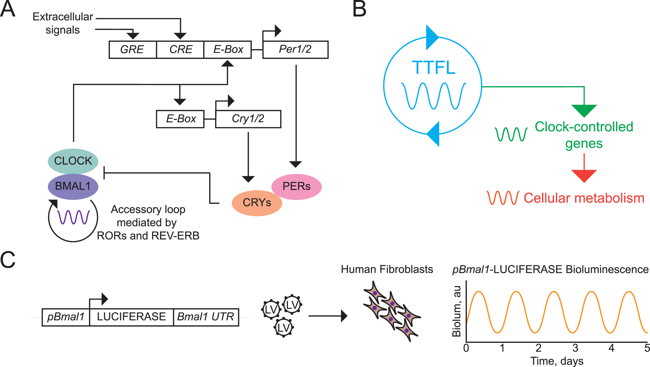 The cell-autonomous circadian clockwork. A) Schematic view of the transcriptional/ translational negative feedback loop (TTFL) incorporating positive (CLOCK:BMAL1 proteins) and negative (PER:CRY proteins) regulators that oppose their transactivation by CLOCK:BMAL1 at E-box regulatory sequences. The core loop is stabilized by an accessory loop controlling Bmal1 expression, and its phase is regulated by signaling cascades that converge on glucocorticoid (GRE) and calcium-cAMP (CRE) regulatory elements, especially in the Per genes. B) The cell-autonomous TTFL (depicted in A) controls the circadian expression of clock-controlled genes (CCGs) that in-turn orchestrate circadian cycles of cellular metabolism. C. Demonstration of spontaneous circadian TTFL function in human fibroblasts by lentiviral (LV) transduction with a luciferase reporter based on the Bmal1 promoter (left) and subsequent bioluminescent recording for several days (right). Based on [79].