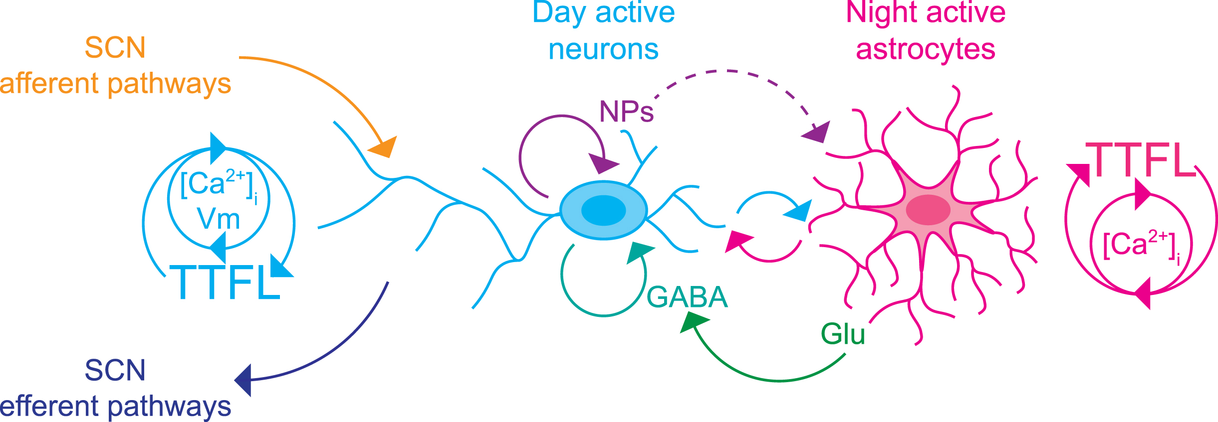 Interactions between neurons and astrocytes drive circadian time-keeping in the SCN. Both neurons (blue) and astrocytes (magenta) contain a TTFL but their cellular activity rhythms, as evidenced by rhythms of calcium ([Ca2 +]i), are oppositely phased (neurons day-, astrocytes night-active). Neuropeptides (NPs) and GABA synchronize the SCN neuronal network, and astrocytes signal via glutamate (Glu) (and likely other astrocyte-derived signals, magenta arrow) to regulate the neuronal rhythms. Equally, neuronal cues (yet to be identified, blue, and possibly including neuropeptides, broken line) signal circadian information to astrocytes. This reciprocal communication enhances circuit-level time-keeping. Afferent signals onto neurons from outside the SCN determine network phase, and neuronal efferents broadcast circadian time to SCN targets in the brain.
