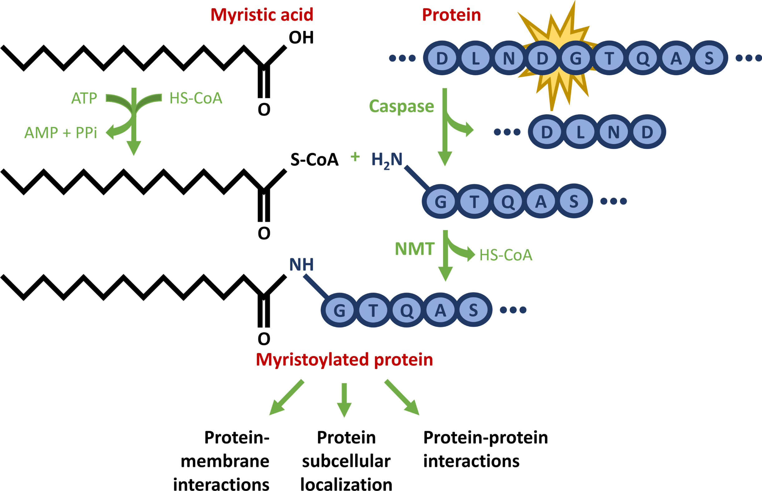 Schematic representation of post-translational myristoylation of HTT. First, the protein undergoes caspase cleavage to reveal a glycine residue. Concurrently, a saturated 14-carbon myristic acid is converted to myristoyl-CoA. Ultimately, myristoyl-CoA is covalently added to the newly exposed N-terminal glycine residue via an amide bond, catalyzed by N-myristoyltransferase (NMT), thereby providing a novel function for proteolyzed proteins. This example shows the HTT amino acid sequence D549-S557.