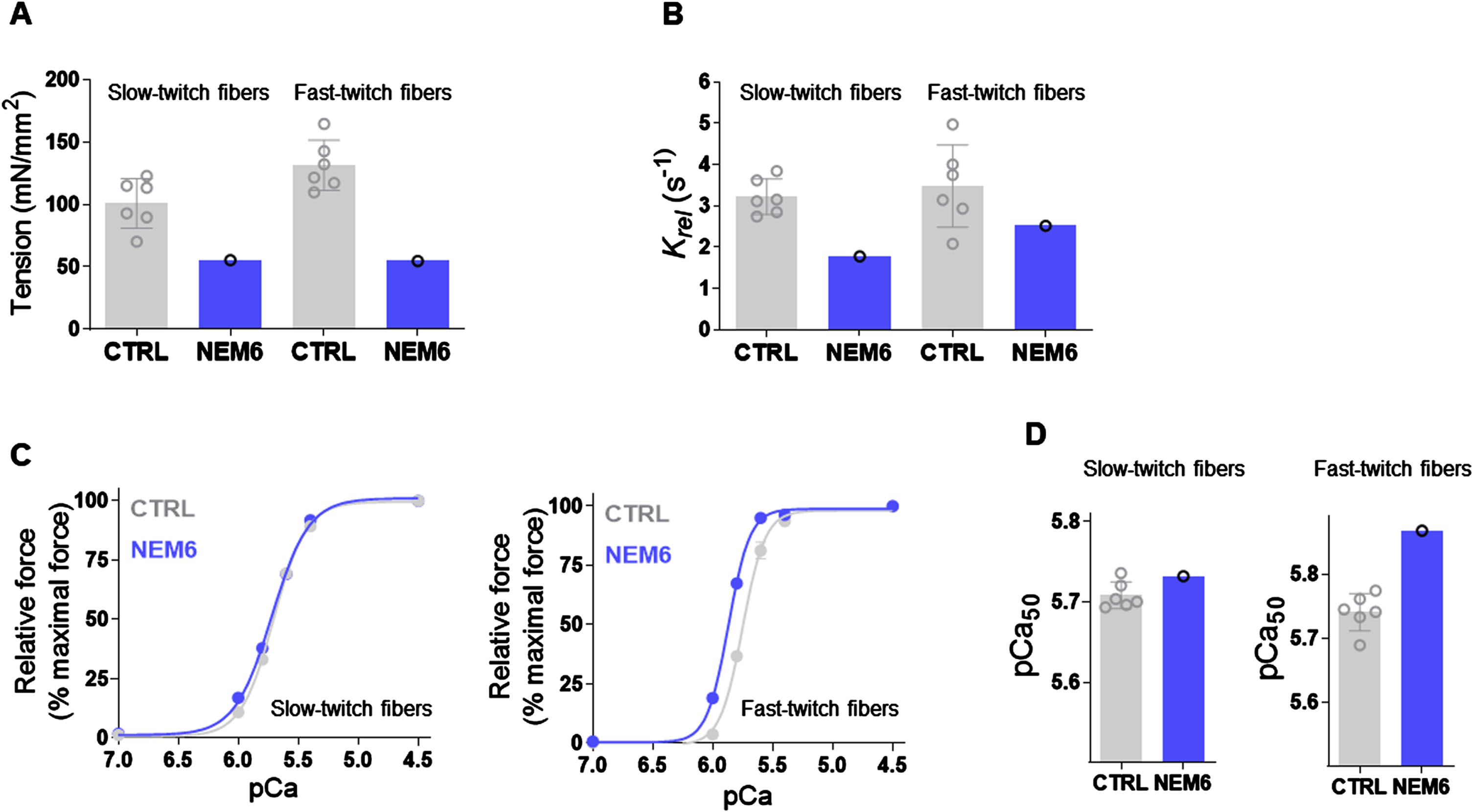 
In vitro functional tests showing lower muscle tension, slower muscle relaxation kinetics and increased calcium sensitivity of force generation in patient 1. (A) maximal active tension was lower in both slow- and fast-twitch fibres compared to healthy controls. (B) Relaxation kinetics were slower in slow-twitch fibres of the patient compared to healthy controls, and in the lower range of healthy controls in fast-twitch fibres. (C) The force-pCa curve is not affected in slow-twitch fibres, but shifted leftwards in fast-twitch fibres compared to controls. (D) the pCa50 value was in the range of controls in slow-twitch fibres and above the means of healthy controls in fast-twitch fibres.