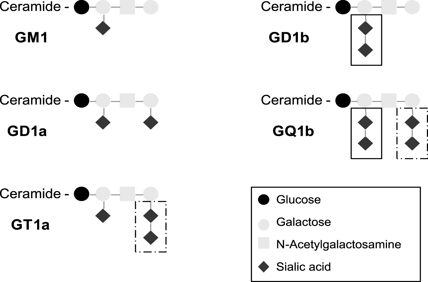 Structure of typical gangliosides involved in inflammatory neuropathies. Antibodies involved in MFS and PCB tend to preferentially react with the terminal disialosyl structure shared by GQ1b and GT1a (dashed box), whereas antibodies involved in CANOMAD react with the internal disialosyl structure (solid box).
