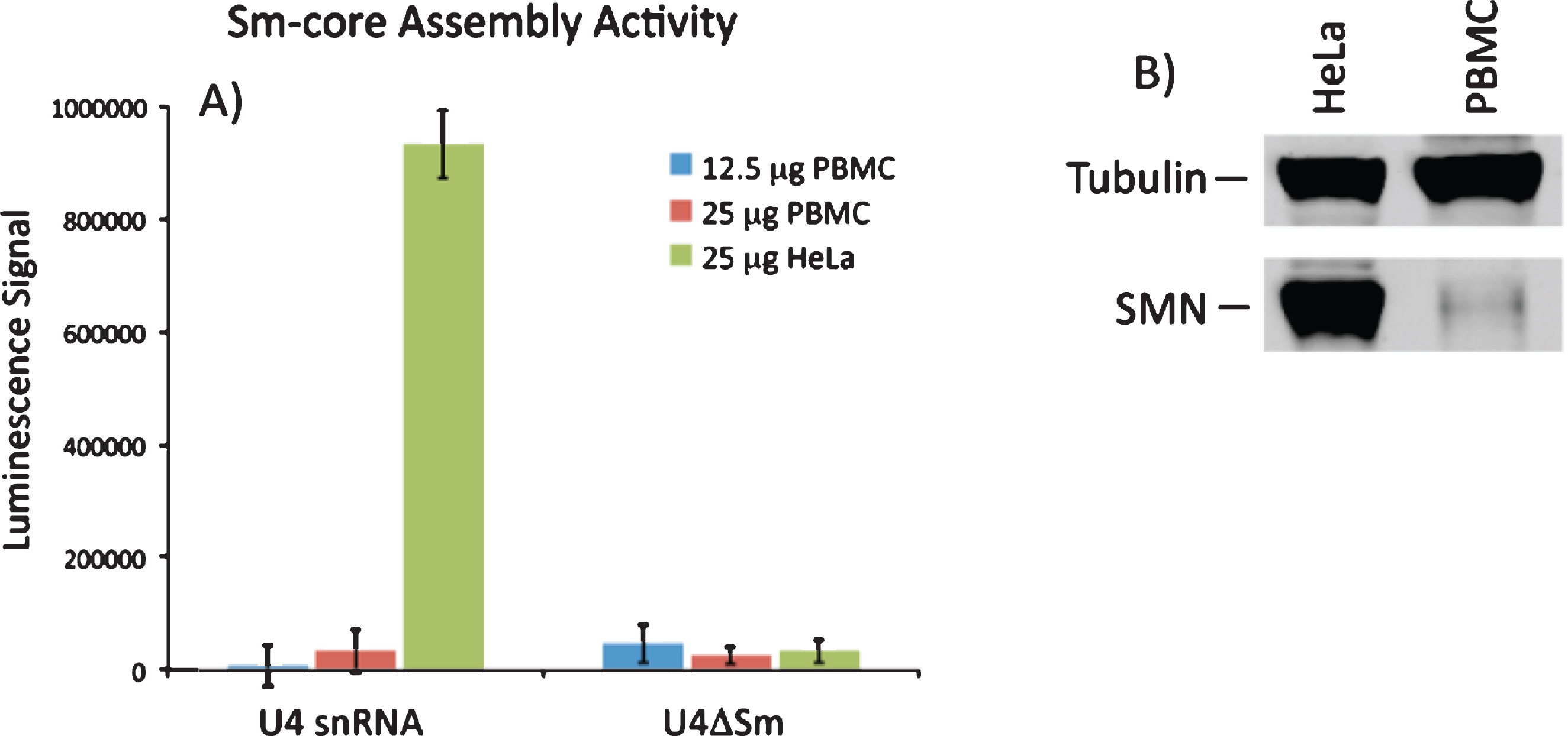 SMN-dependent snRNP assembly activity in PBMCs. A) 12.5 or 25 mg of extract from PBMCs or 25 mg extract from HeLa cells were incubated with biotinylated U4 snRNA or a variant of U4 lacking the Sm site (U4ΔSm) and assayed for Sm core assembly. Assembled Sm cores were isolated by immunoprecipitation with anti-Sm antibodies and detected via luminescence with HRP-coupled streptavidin. The error bars represent the standard deviation from the mean of three independent experiments. B) Representative Western blot for SMN protein in PBMC and HeLa extracts used in snRNP assembly experiments.
